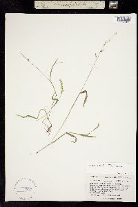 Eriochloa lemmonii image