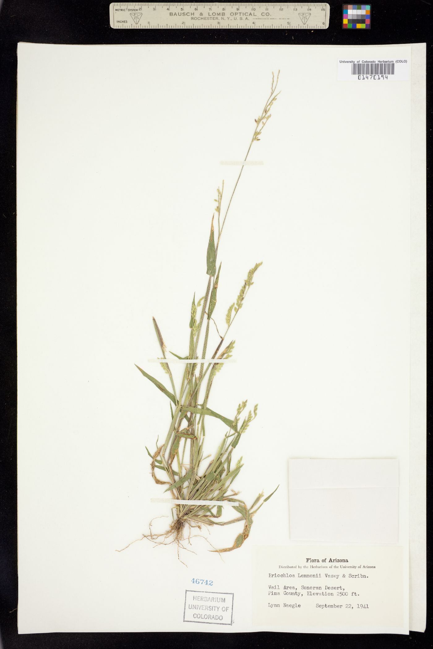 Eriochloa lemmonii image