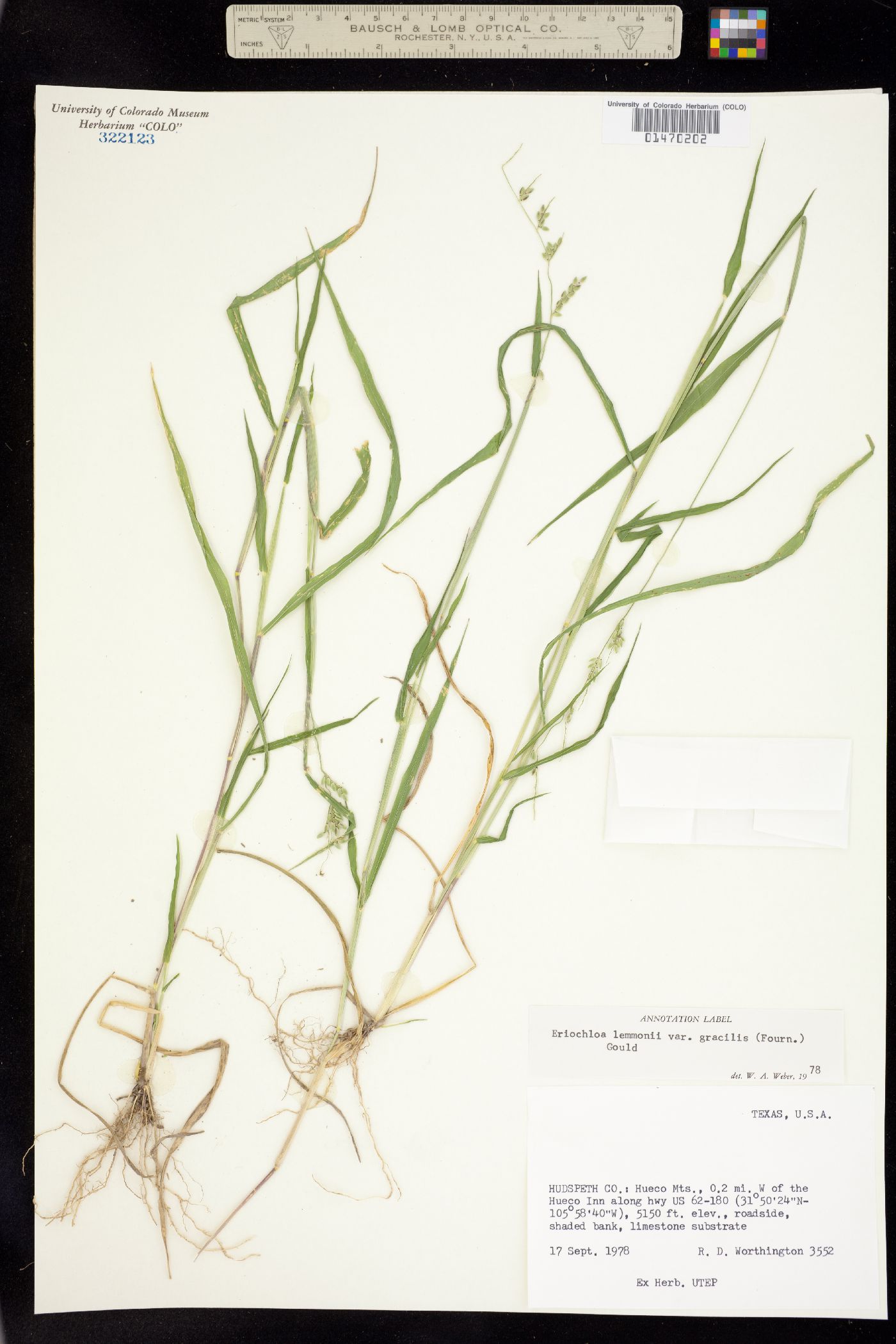 Eriochloa lemmonii image