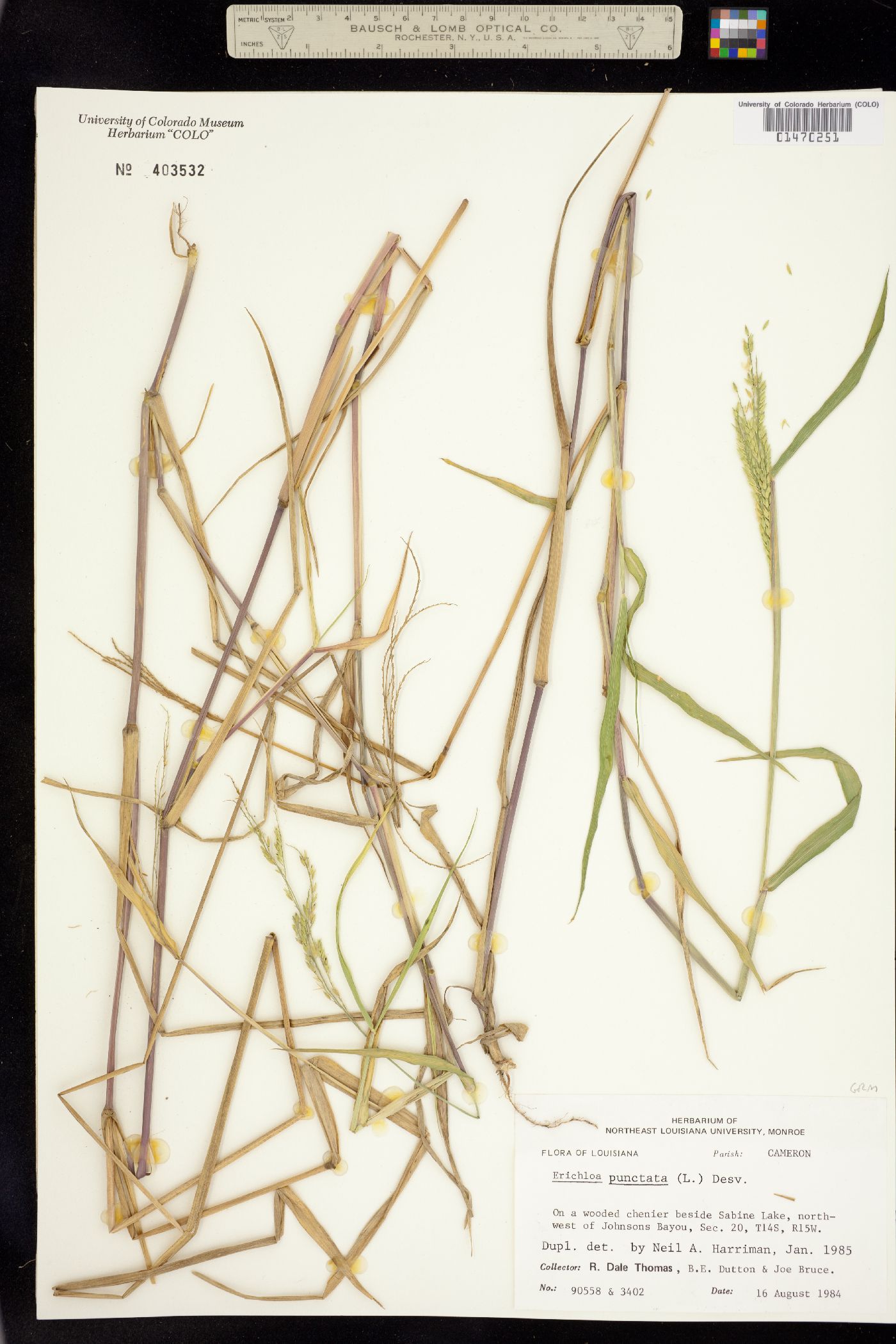 Eriochloa punctata image