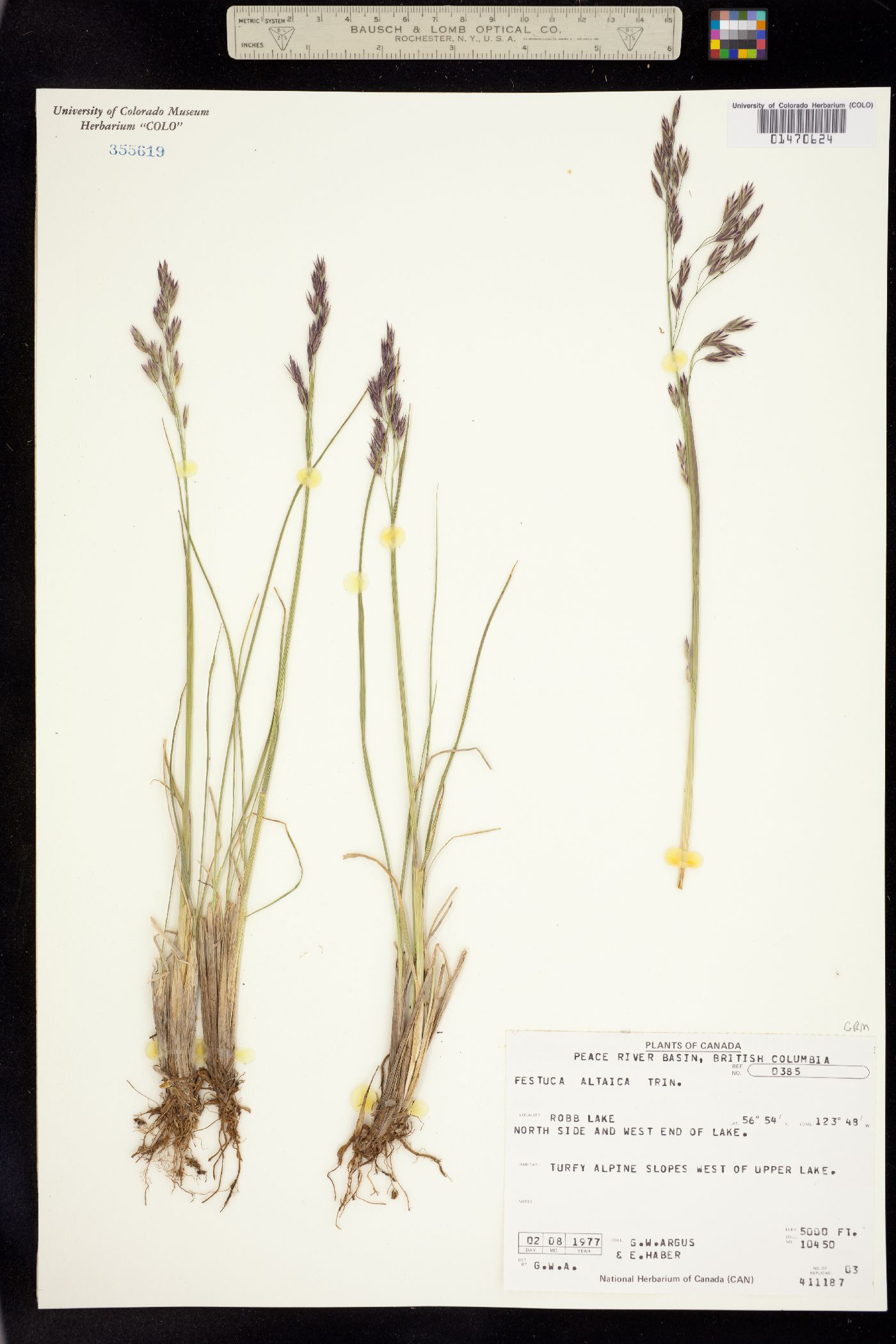 Festuca altaica image