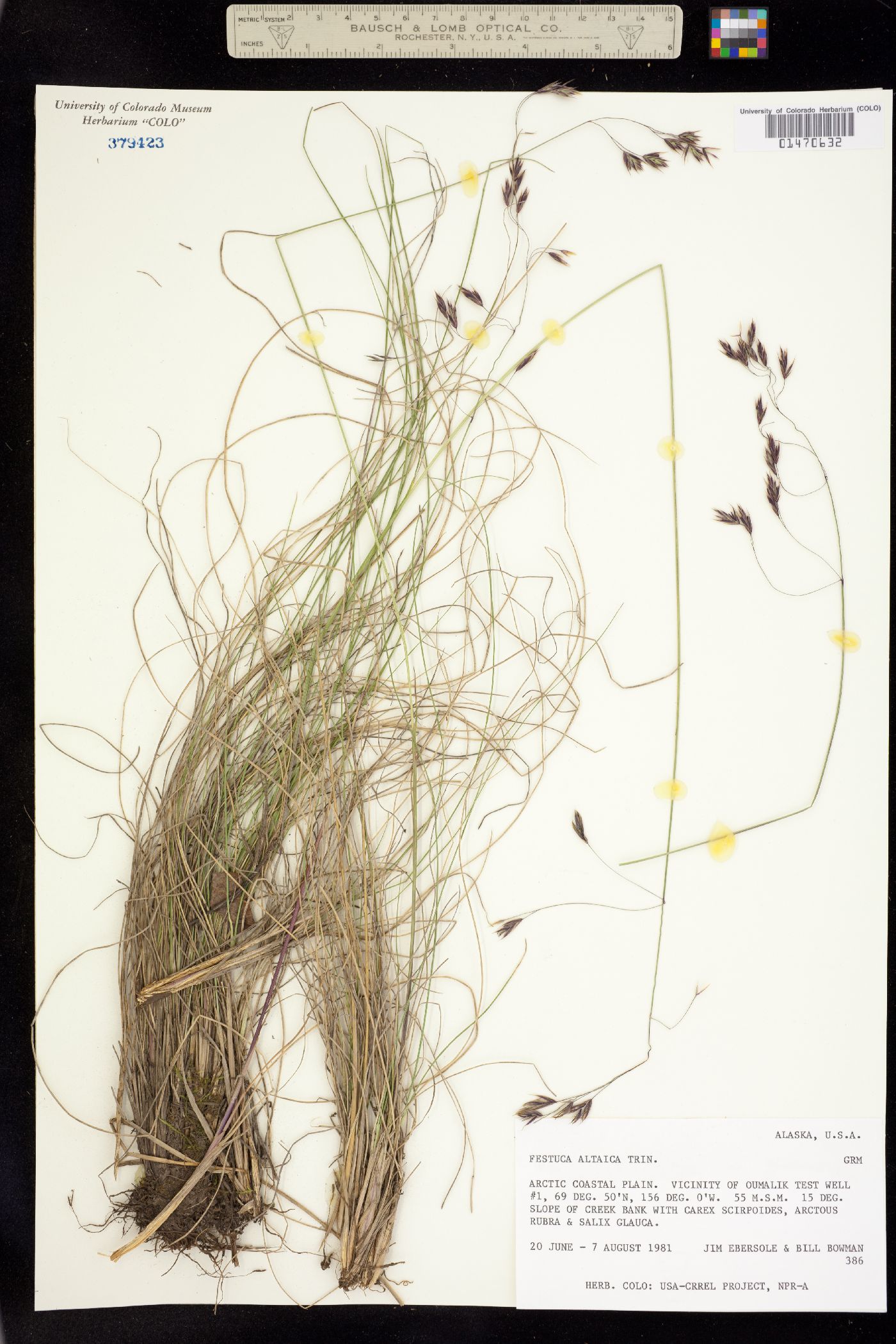 Festuca altaica image