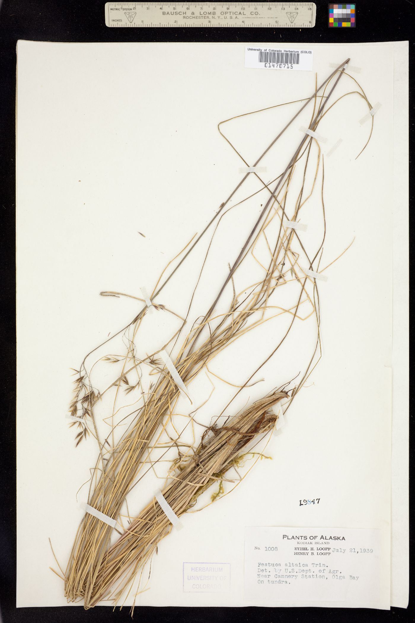 Festuca altaica image