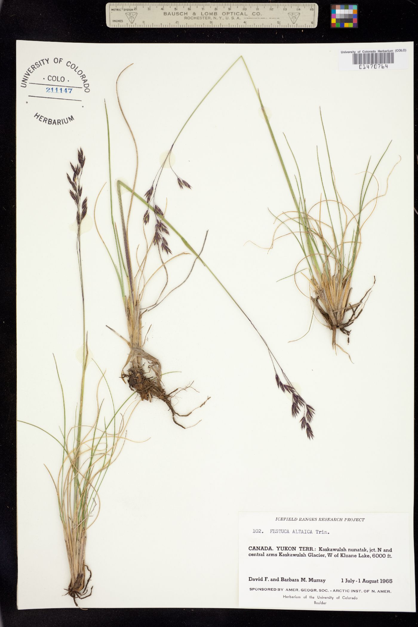 Festuca altaica image