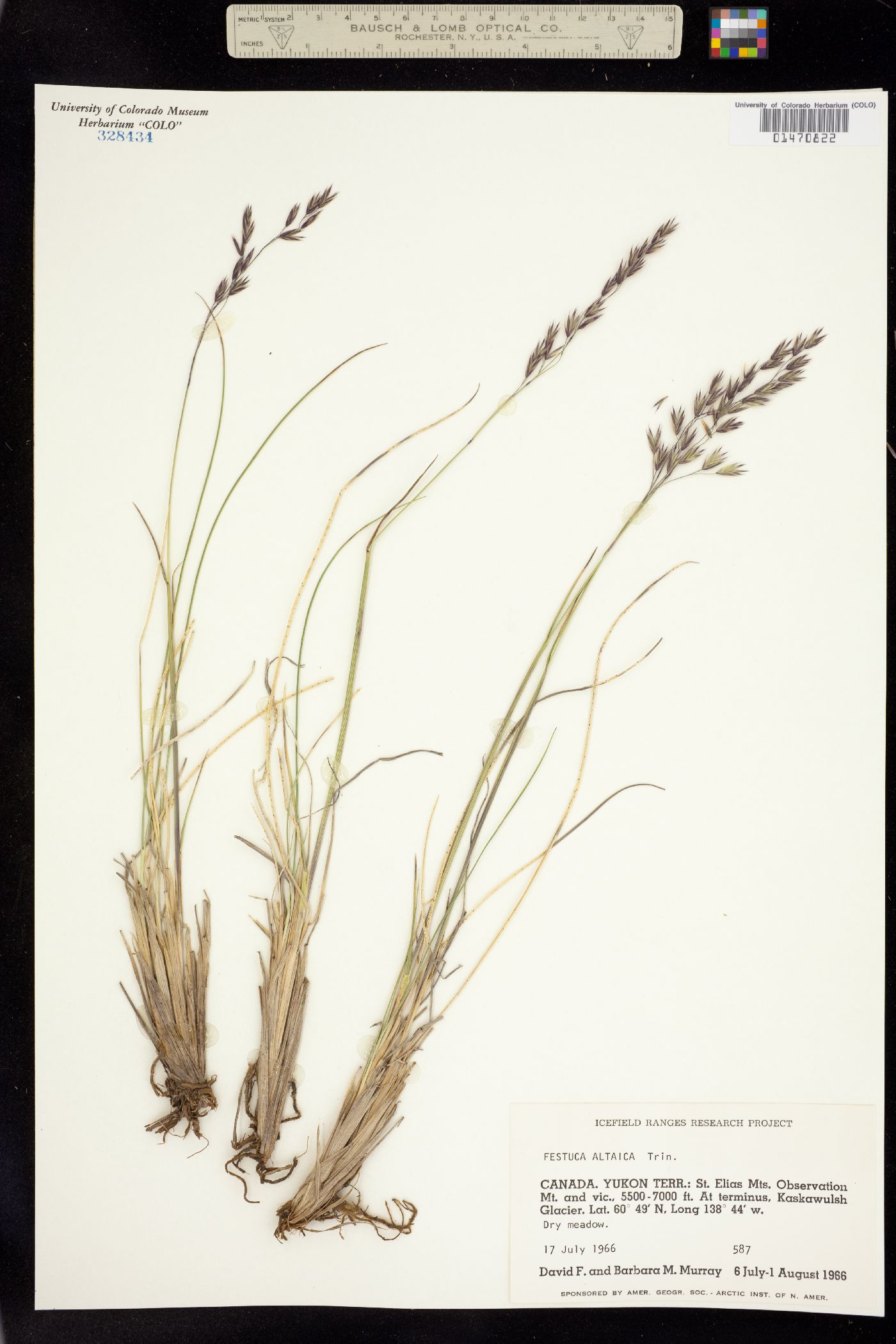 Festuca image