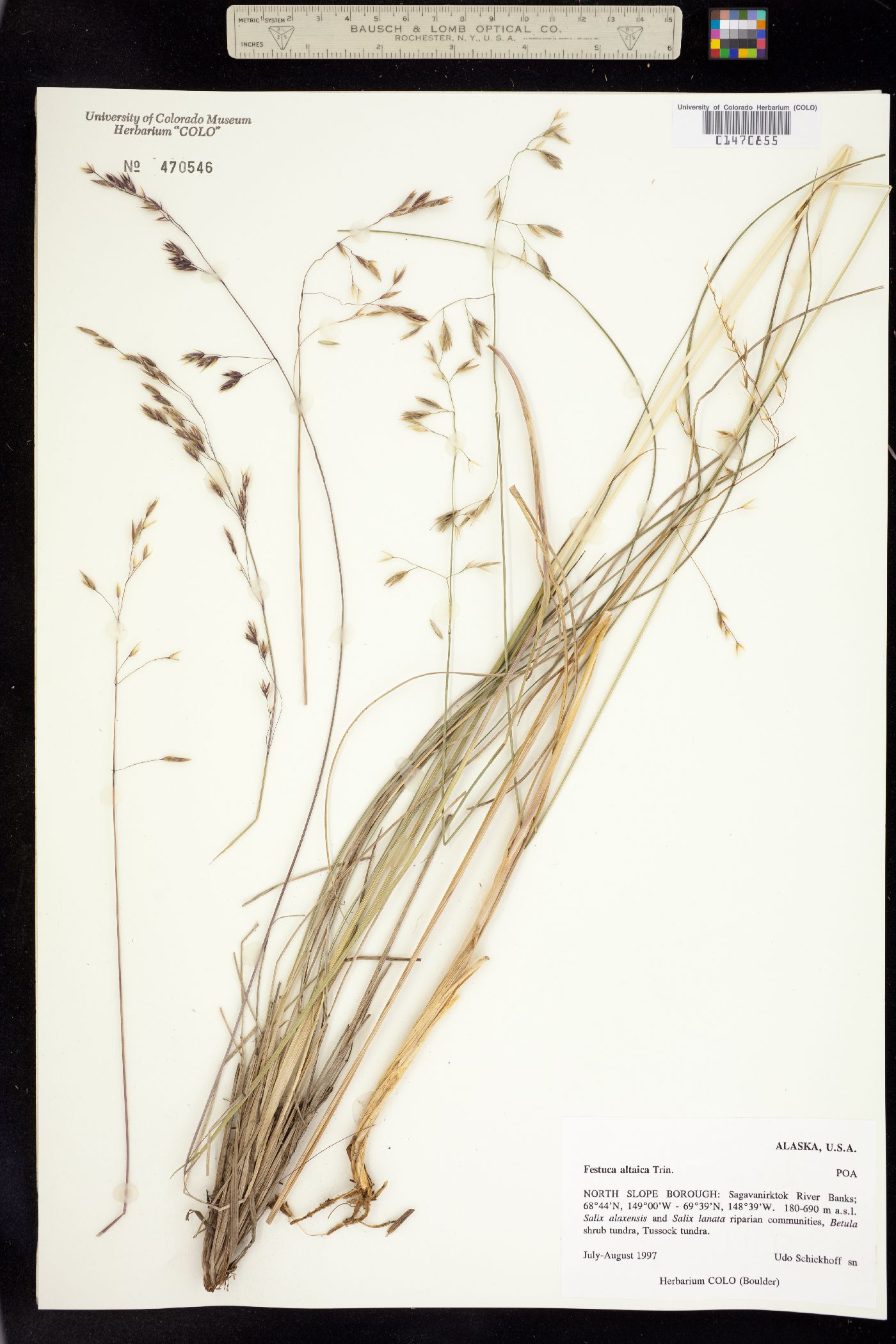 Festuca altaica image