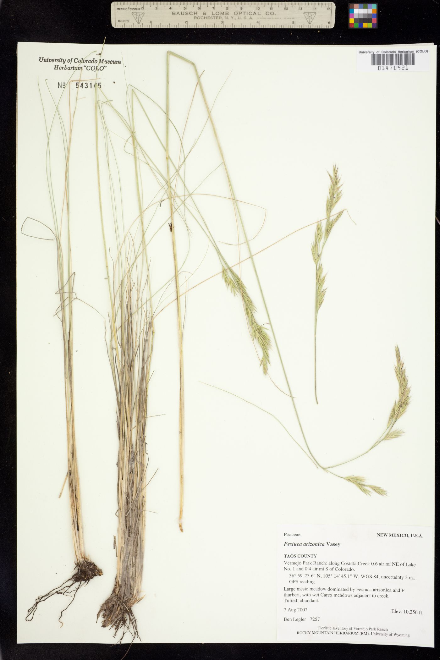 Festuca arizonica image