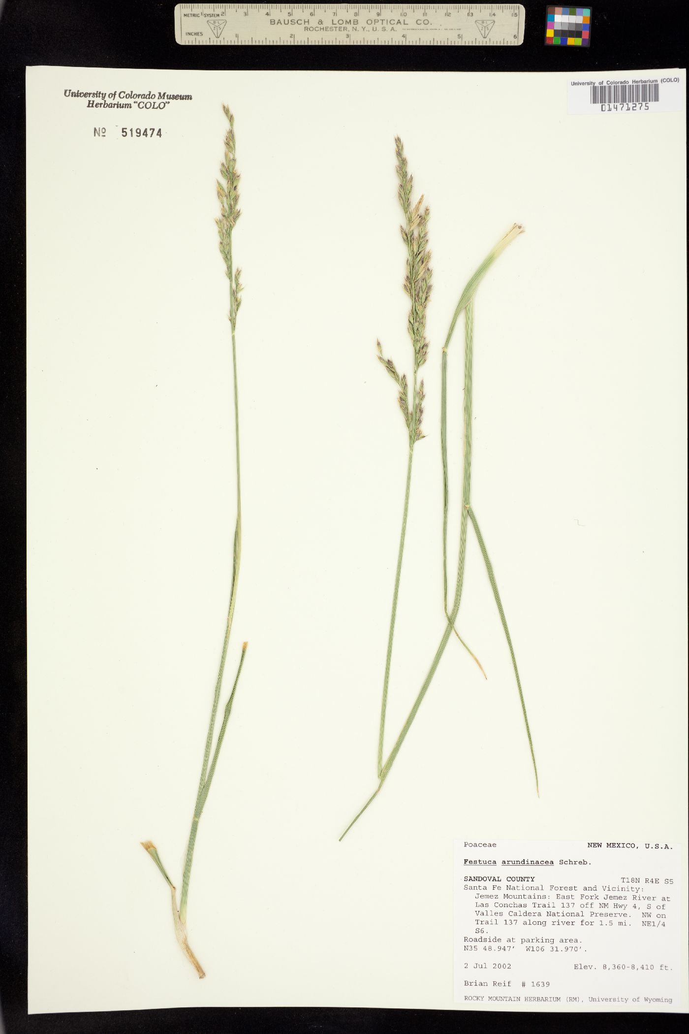 Schedonorus arundinaceus image
