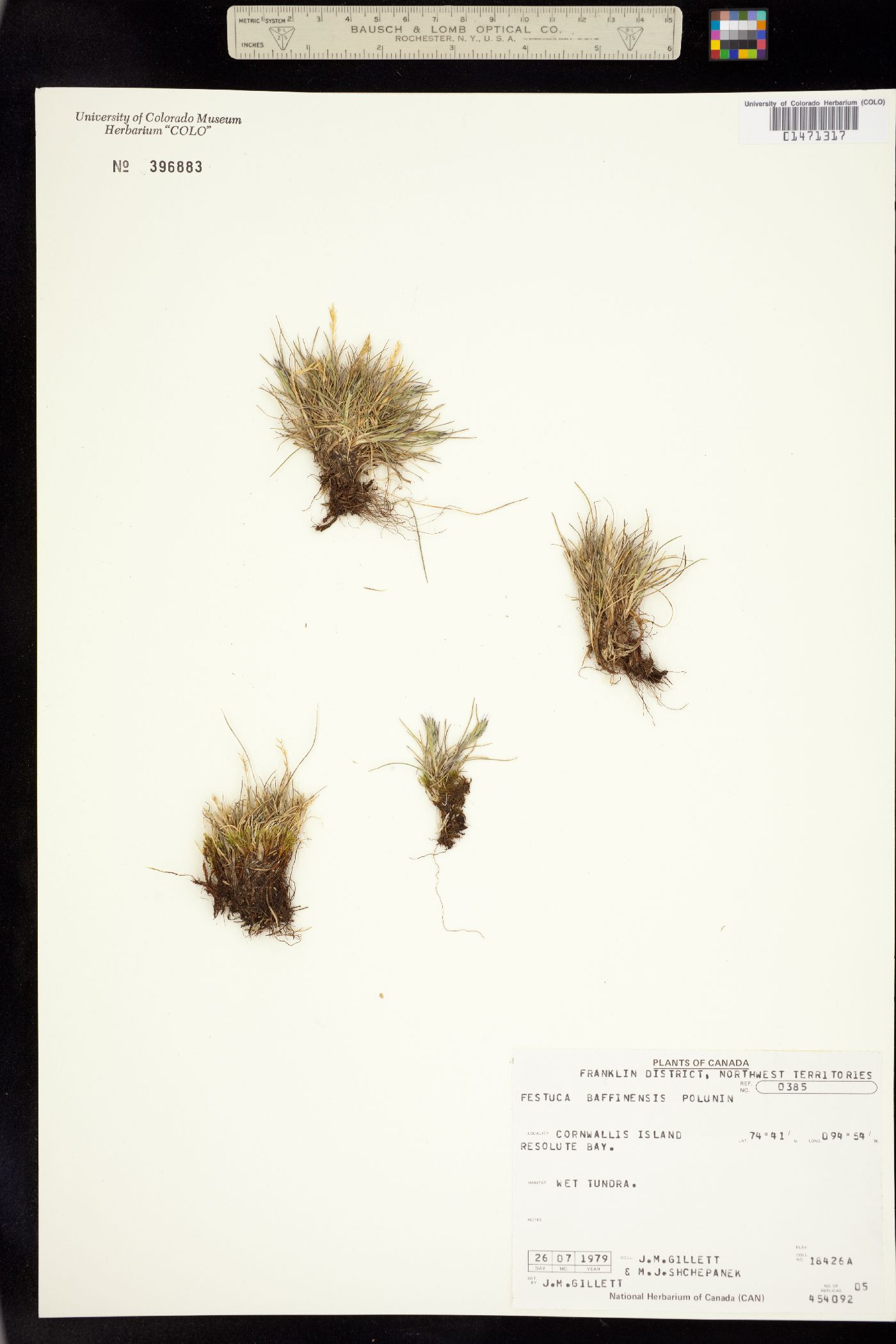 Festuca baffinensis image