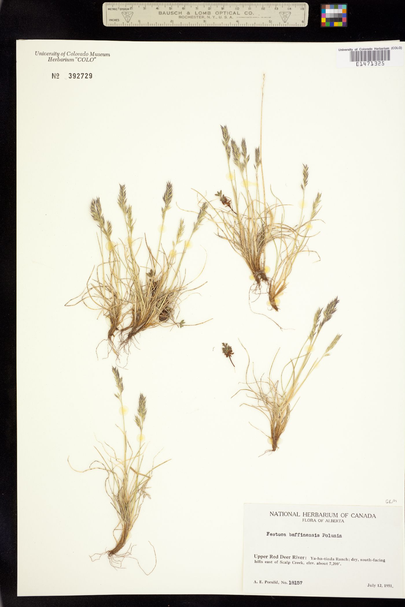 Festuca baffinensis image