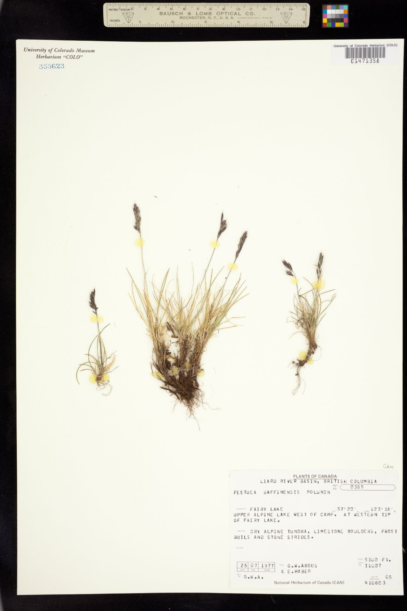 Festuca baffinensis image