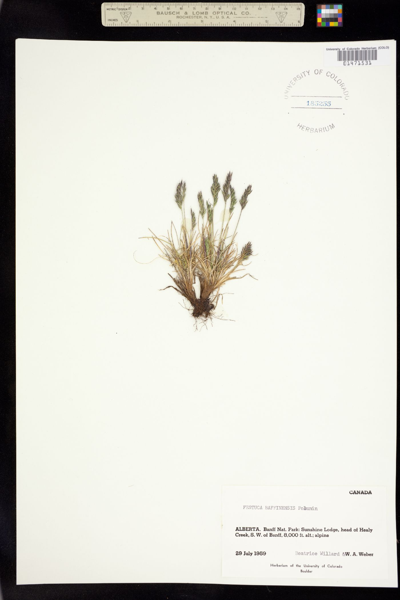 Festuca baffinensis image