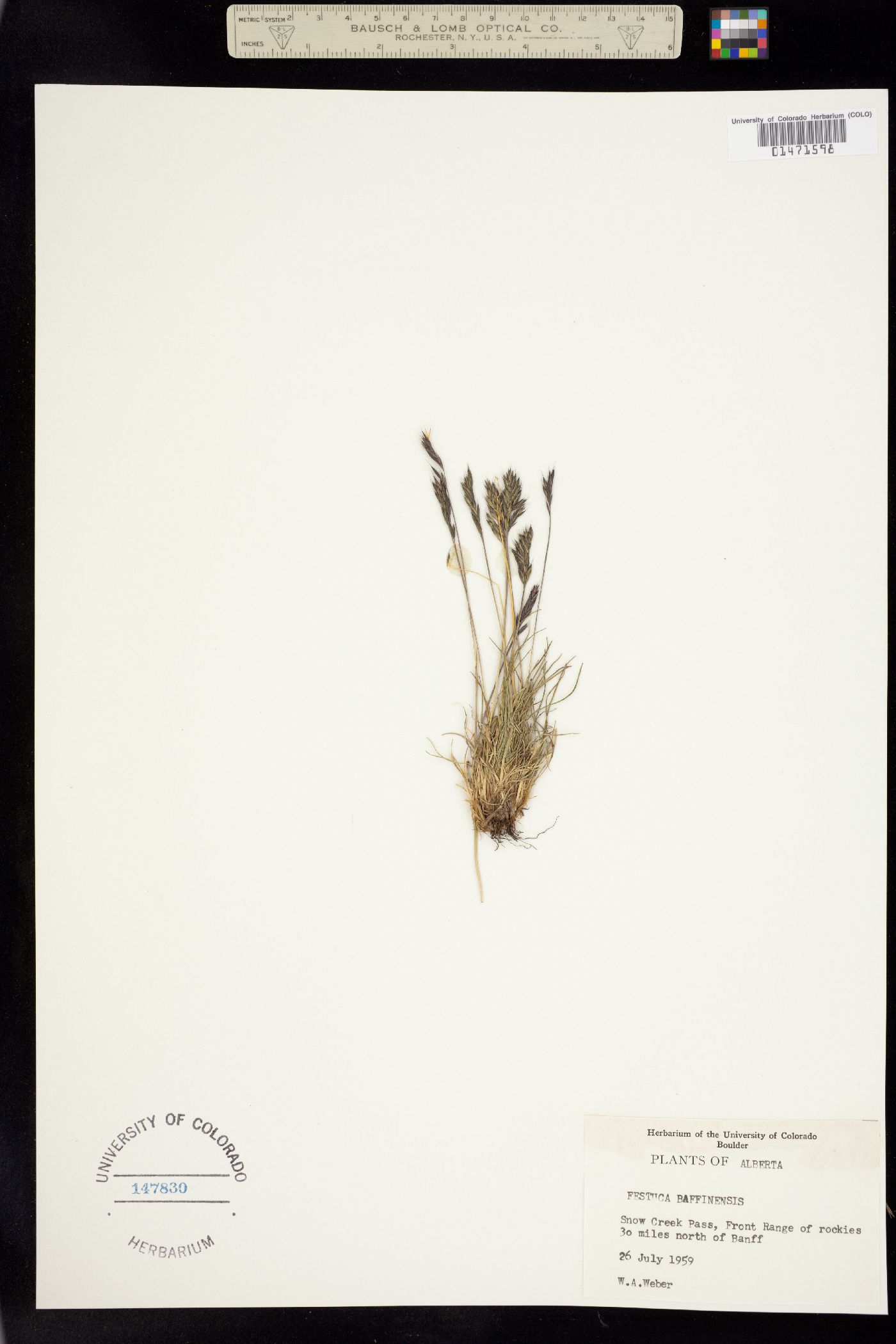Festuca baffinensis image
