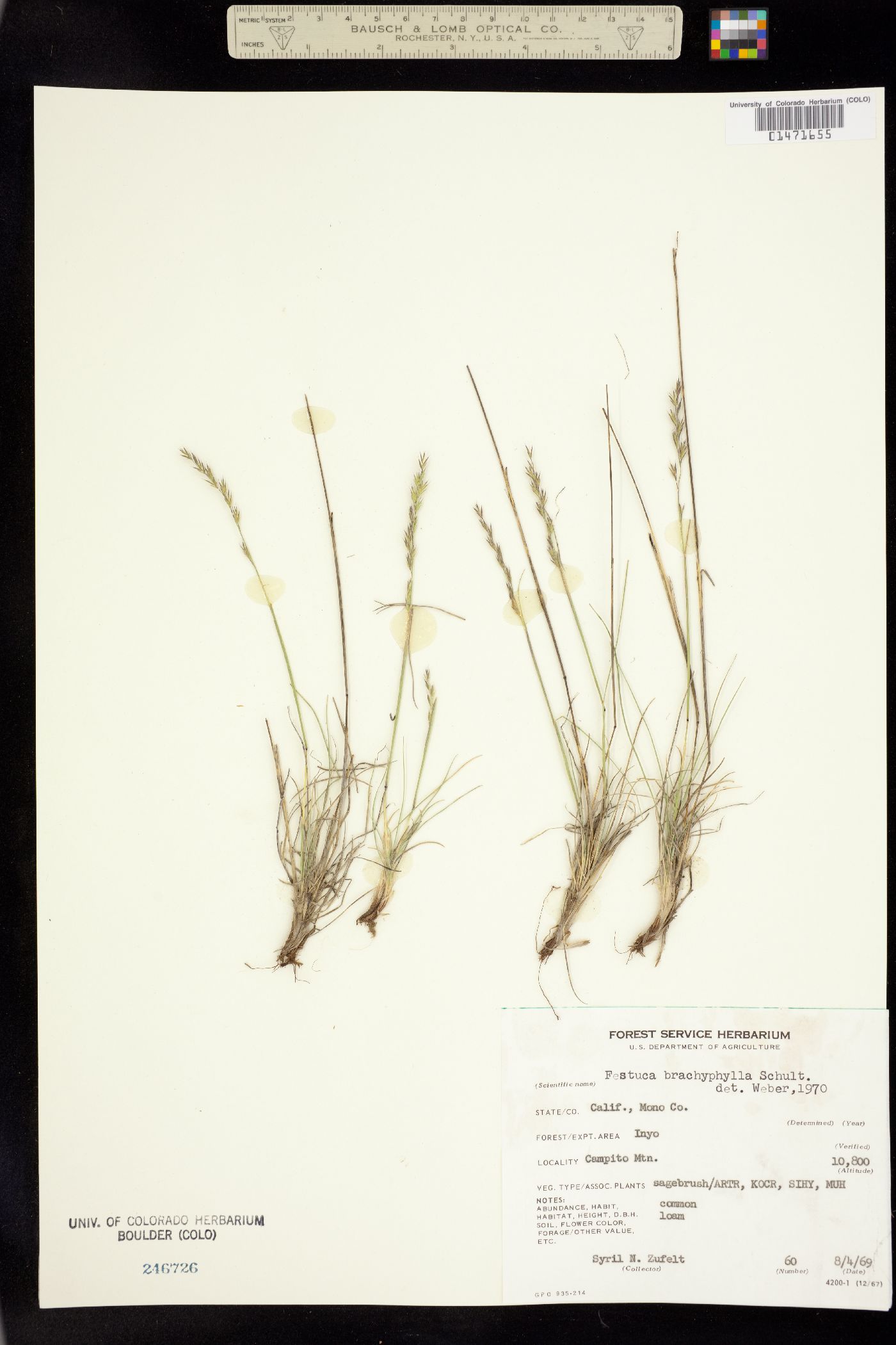 Festuca brachyphylla image