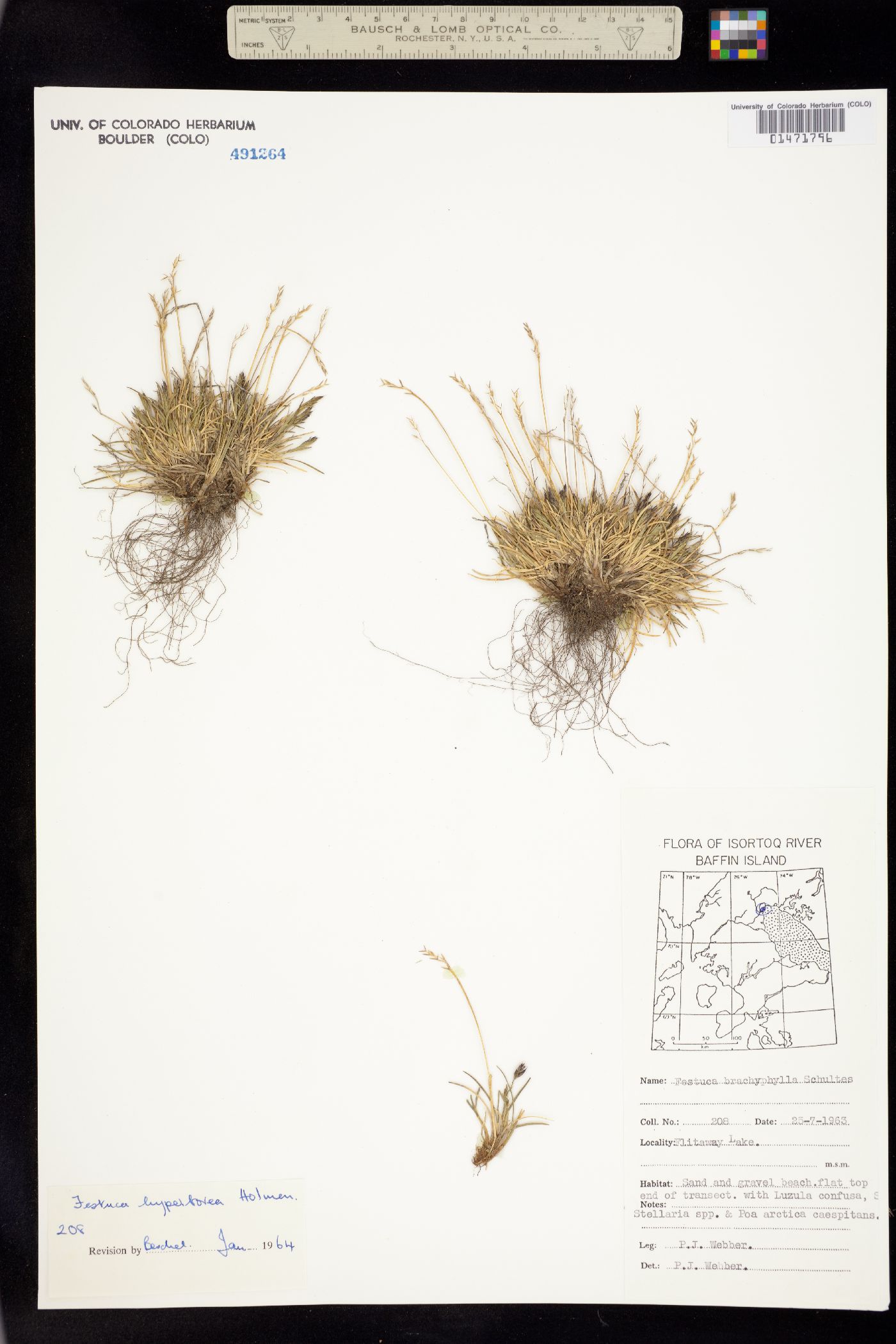 Festuca brachyphylla image