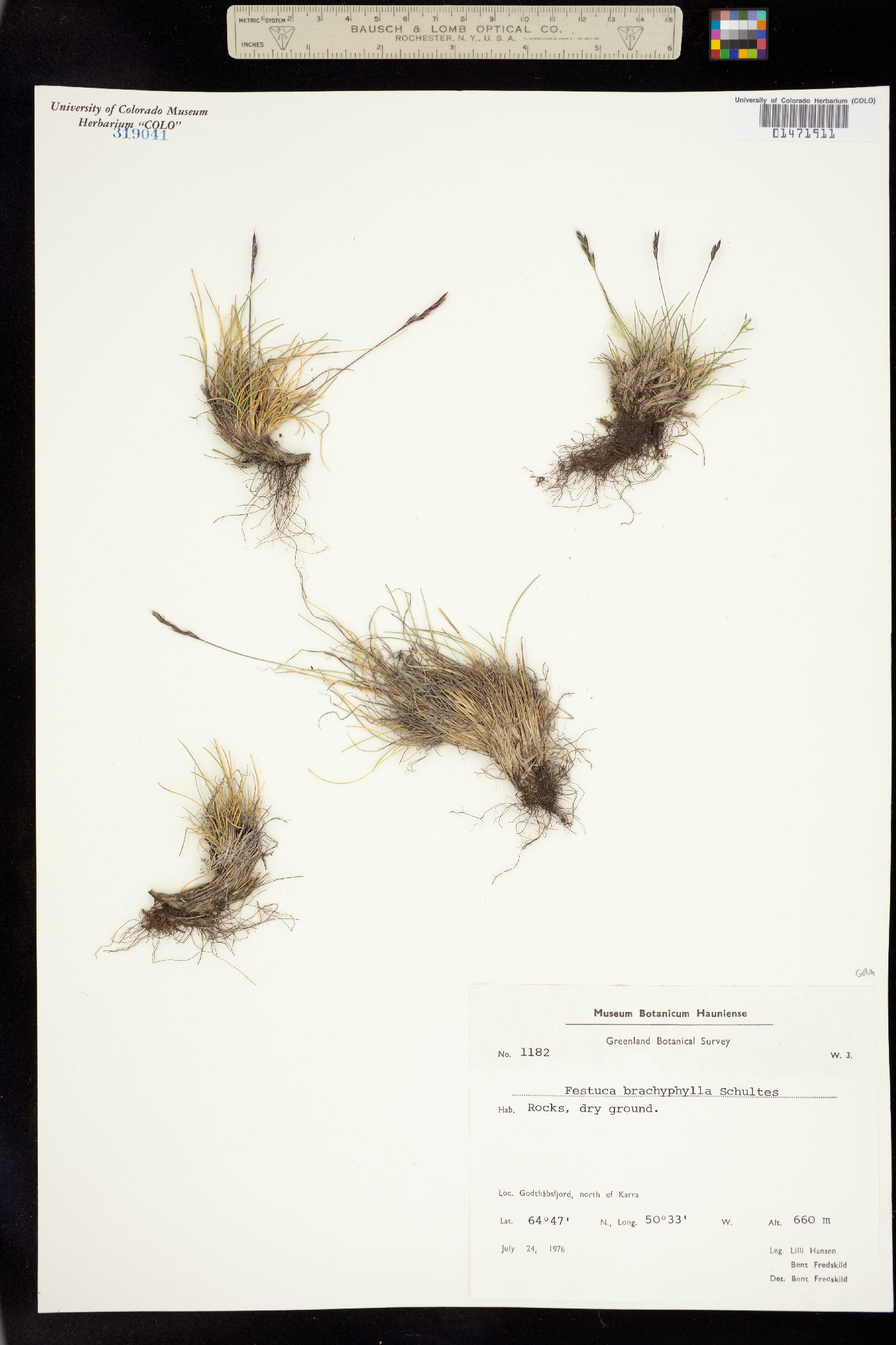 Festuca brachyphylla image