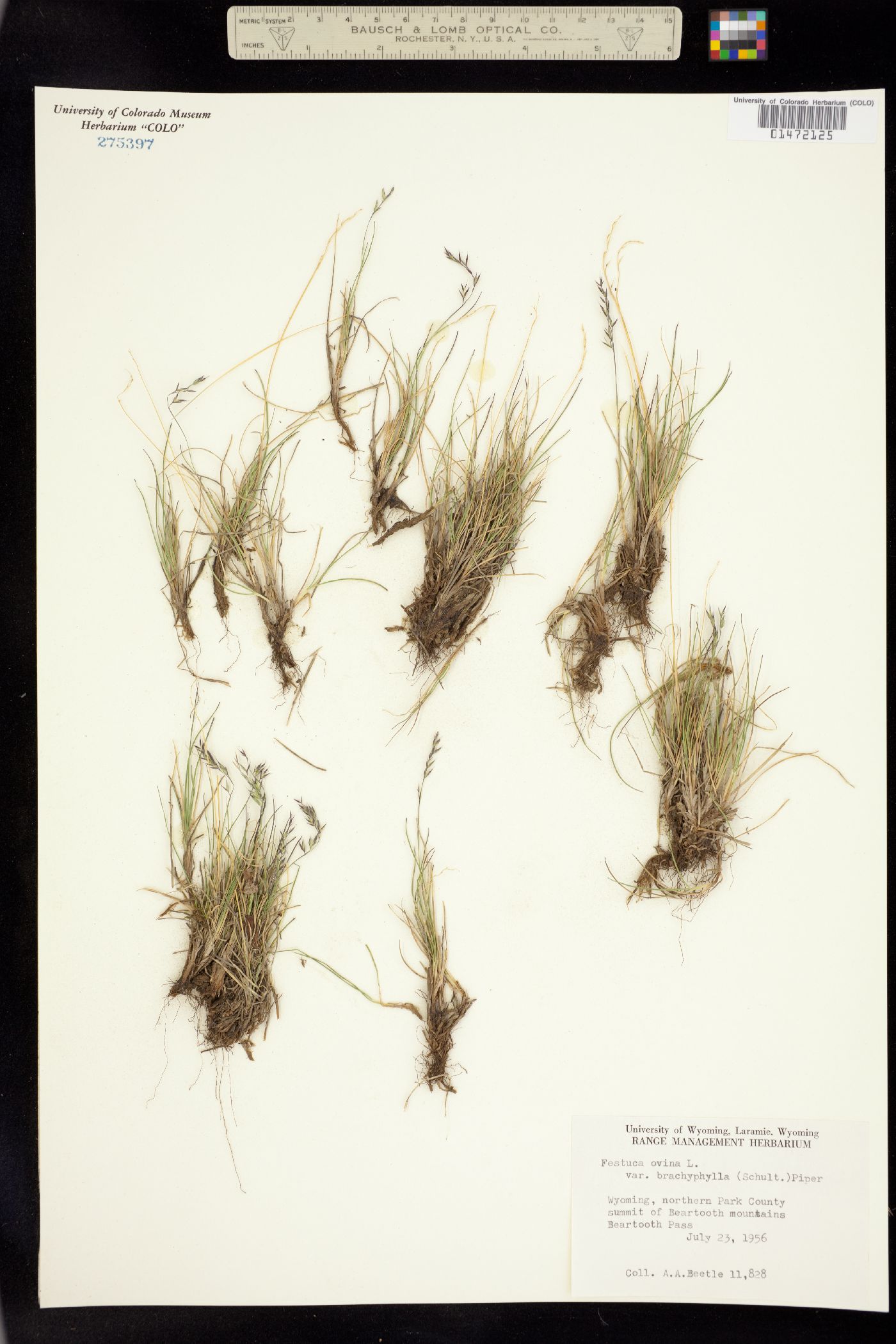 Festuca brachyphylla image