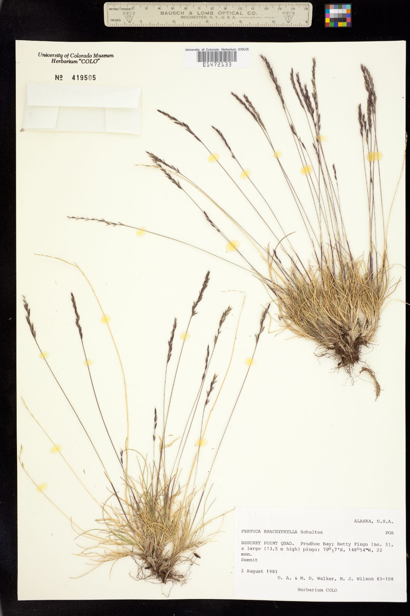 Festuca brachyphylla image