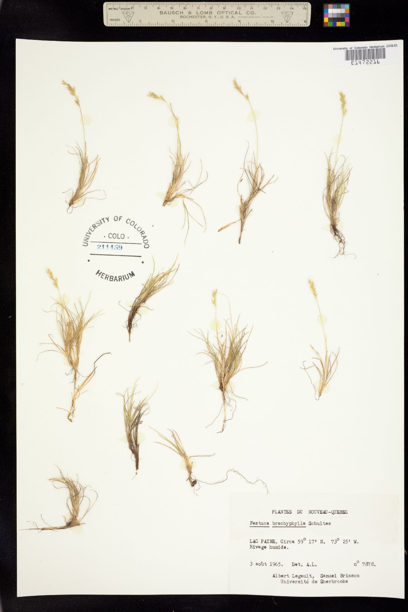 Festuca brachyphylla image