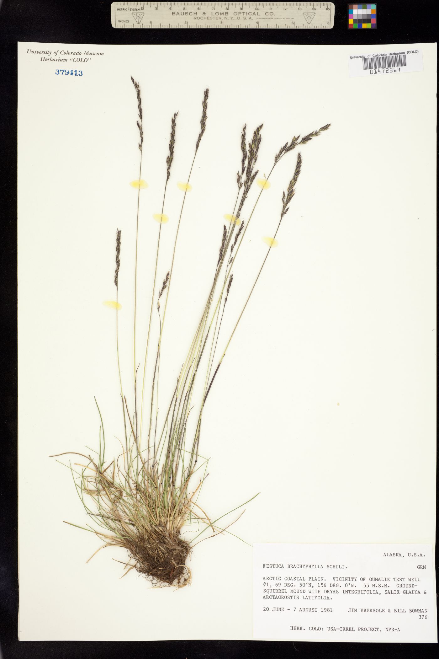 Festuca brachyphylla subsp. brachyphylla image