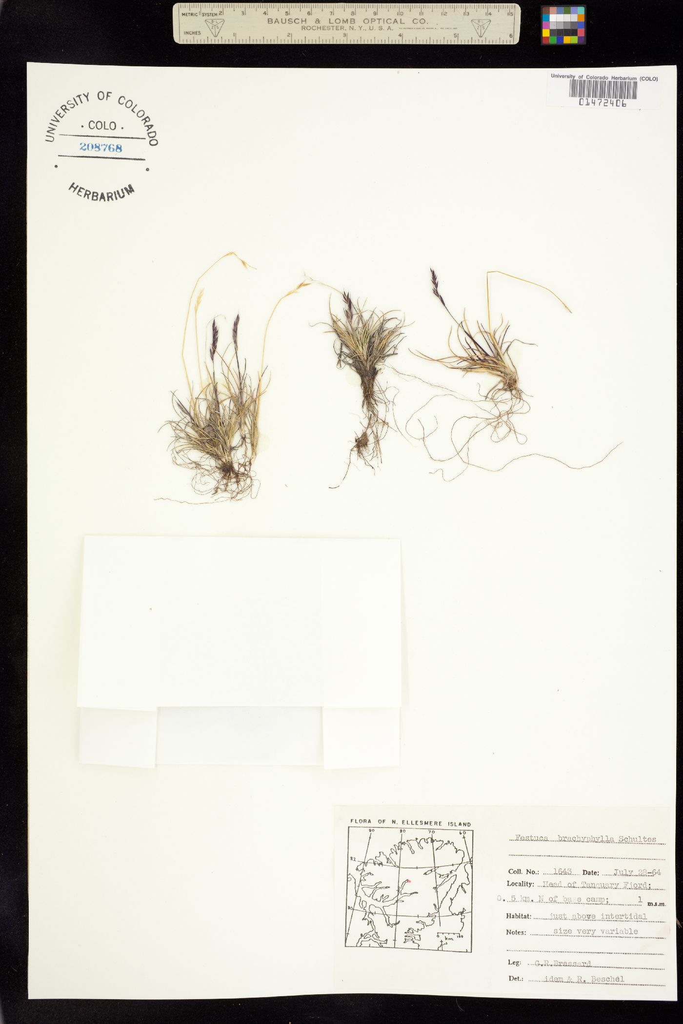 Festuca brachyphylla image