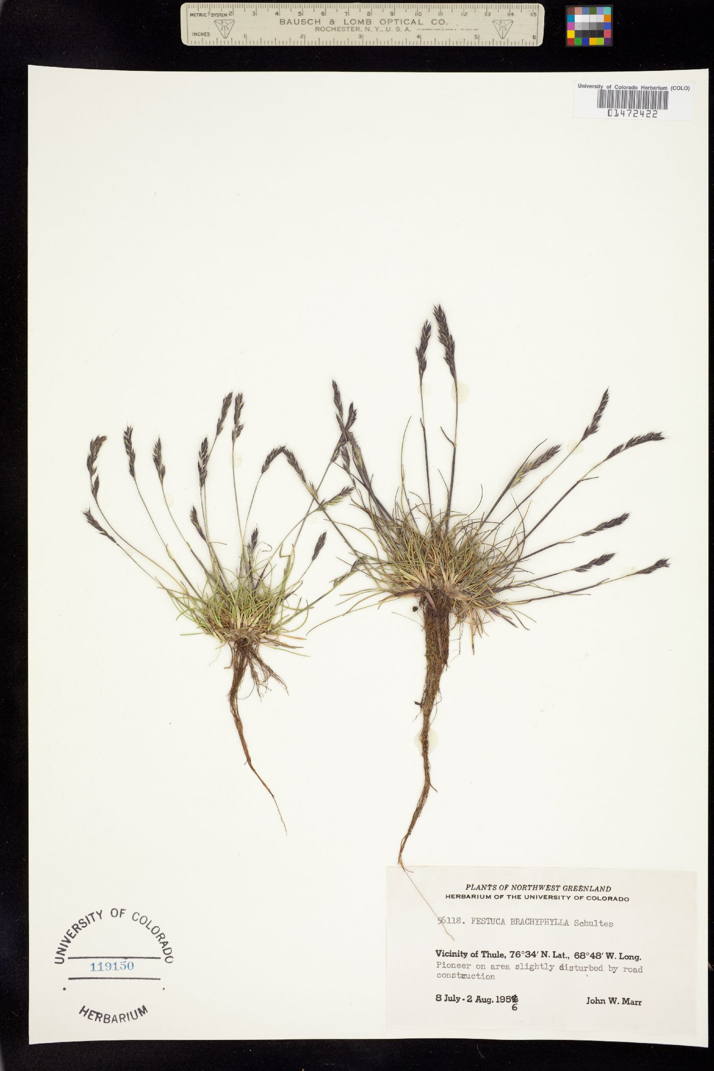 Festuca brachyphylla image