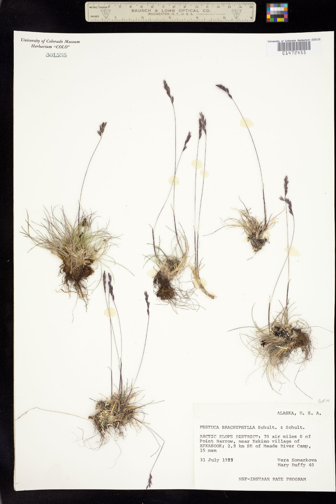 Festuca brachyphylla image