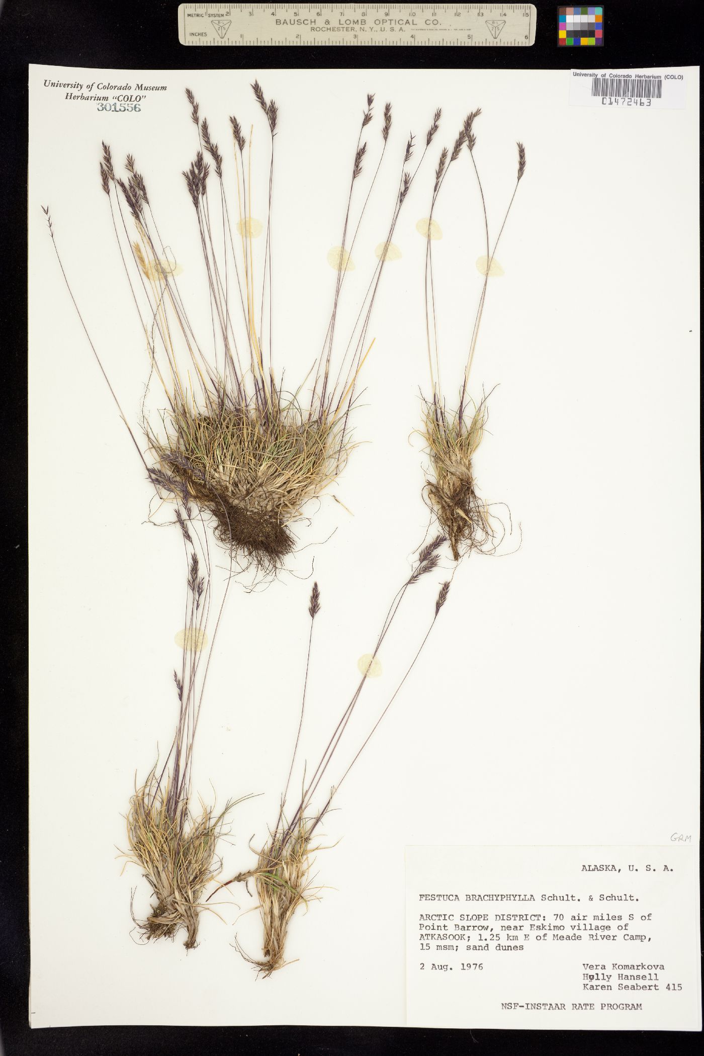 Festuca brachyphylla image