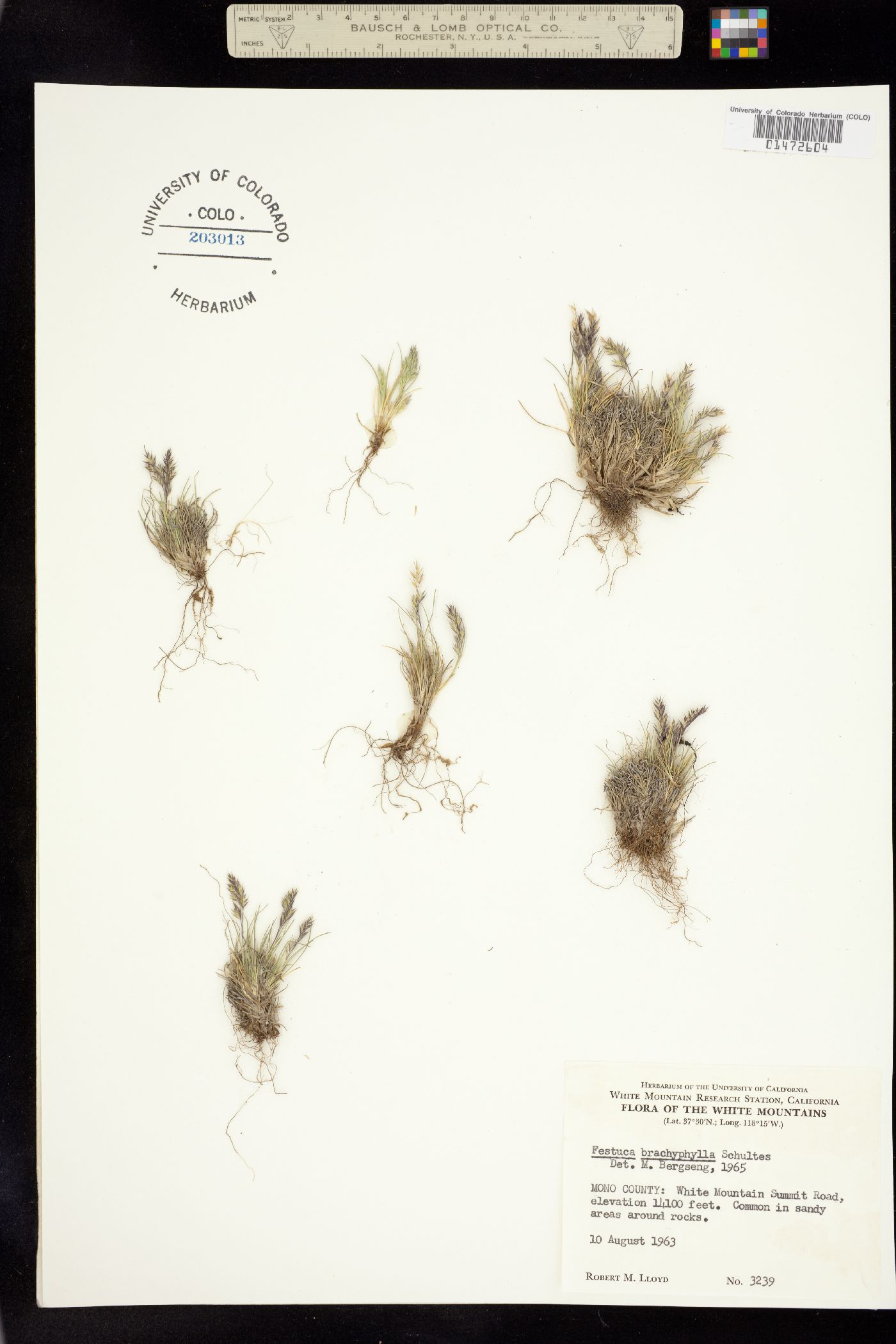 Festuca brachyphylla image