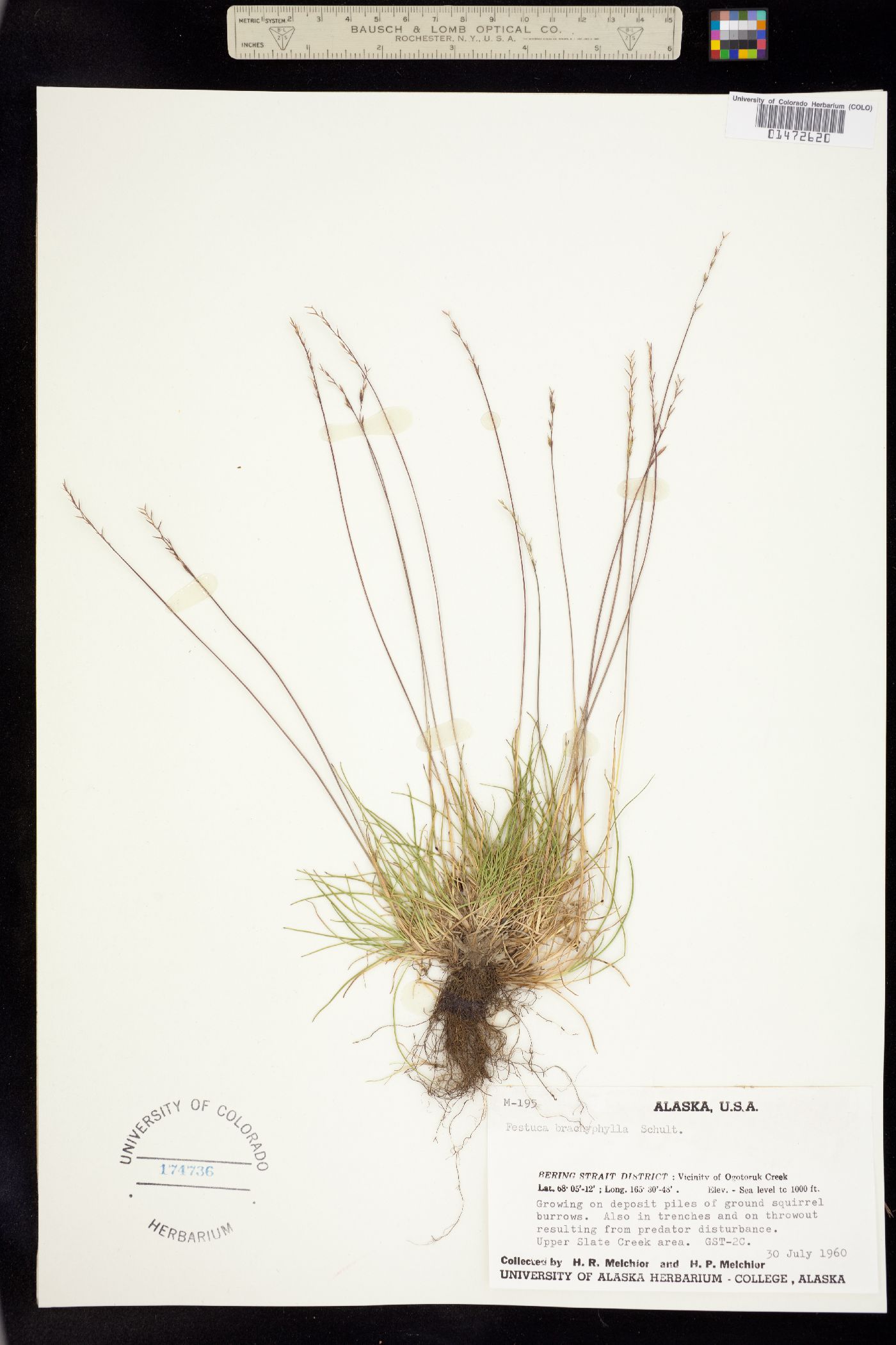 Festuca brachyphylla ssp. brachyphylla image