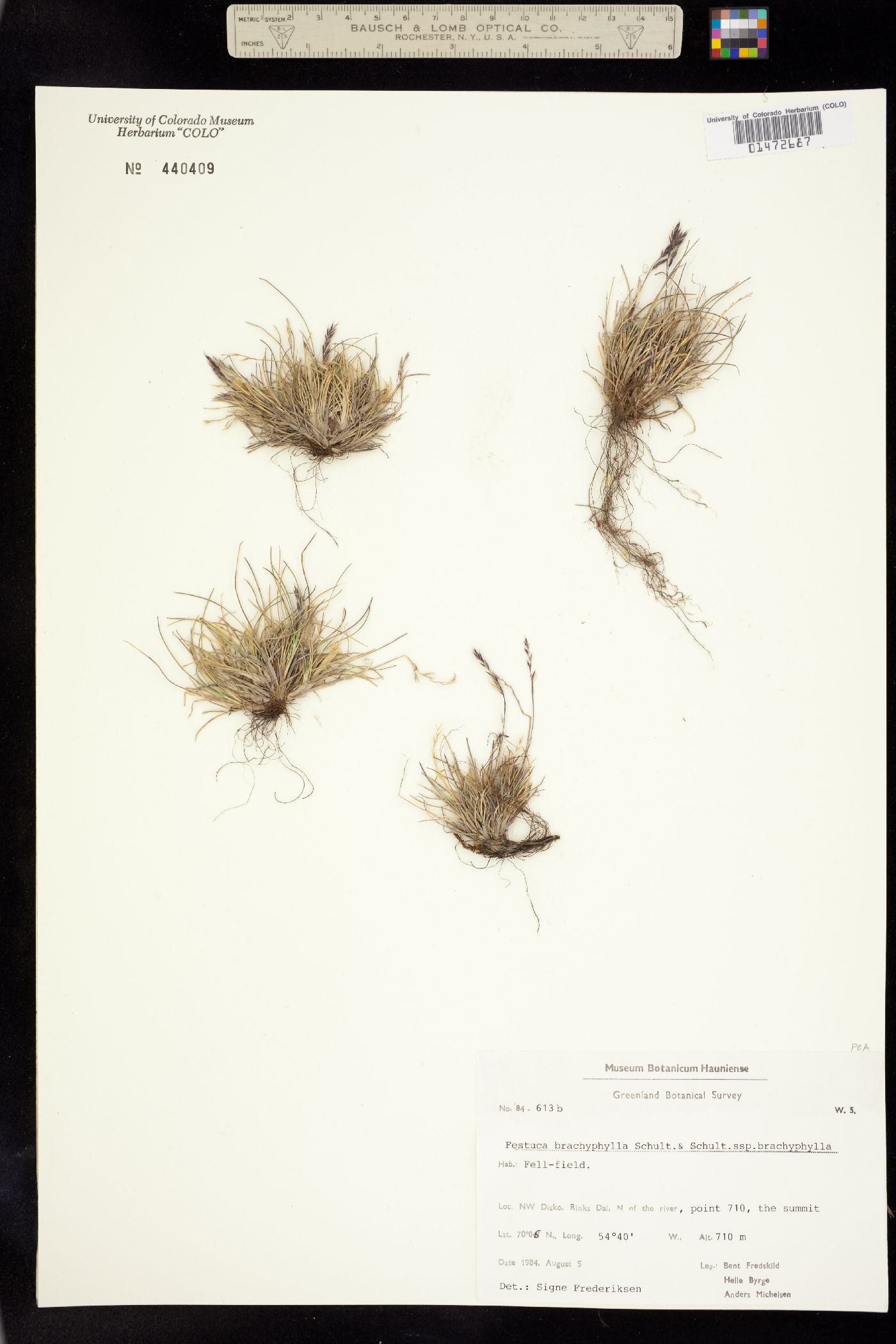 Festuca brachyphylla image