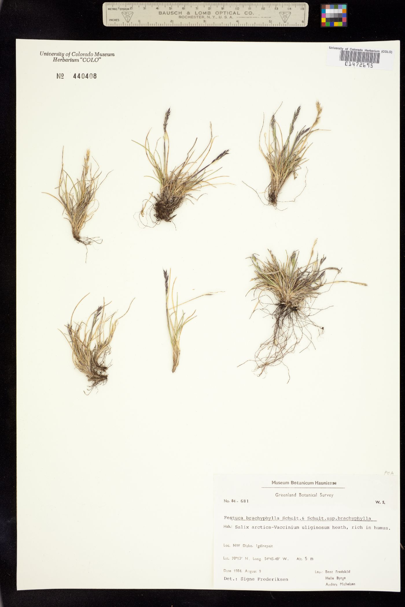 Festuca brachyphylla image