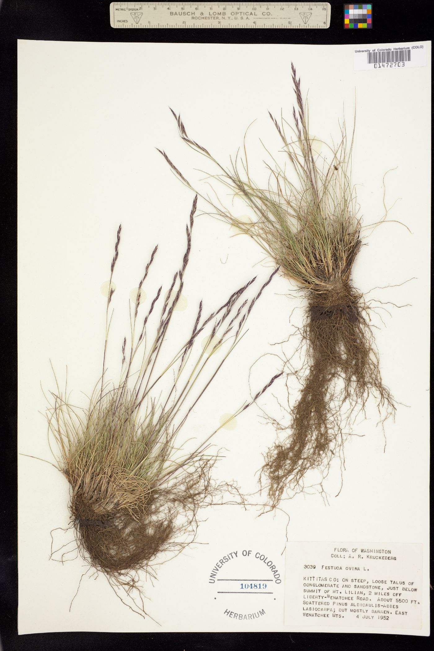 Festuca brachyphylla image