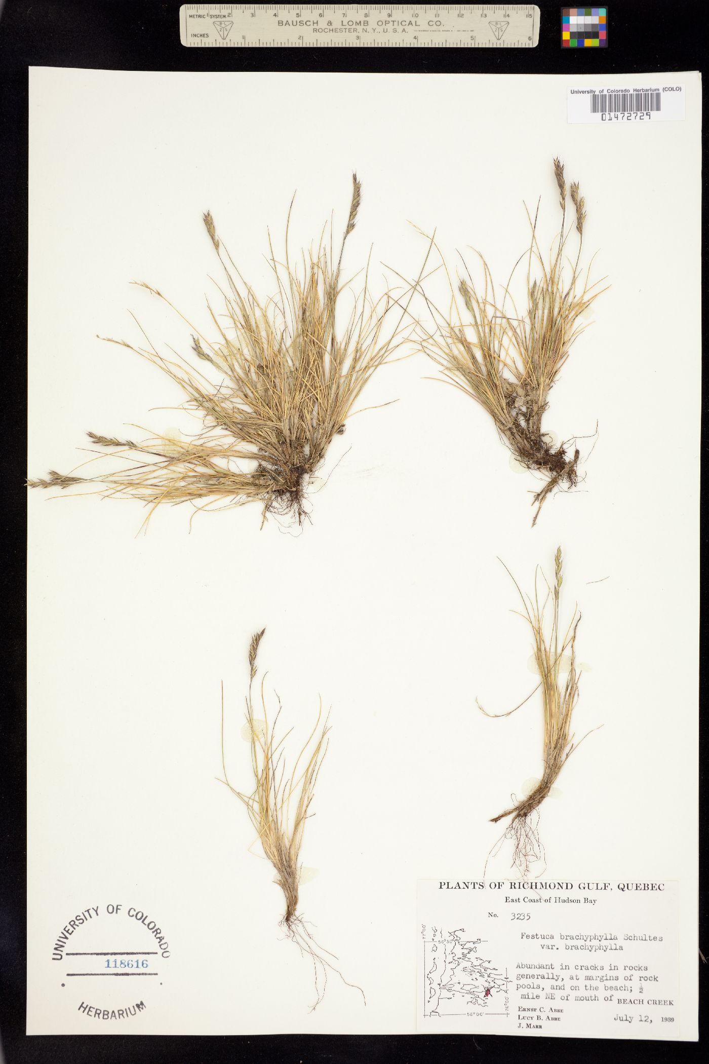 Festuca brachyphylla ssp. brachyphylla image