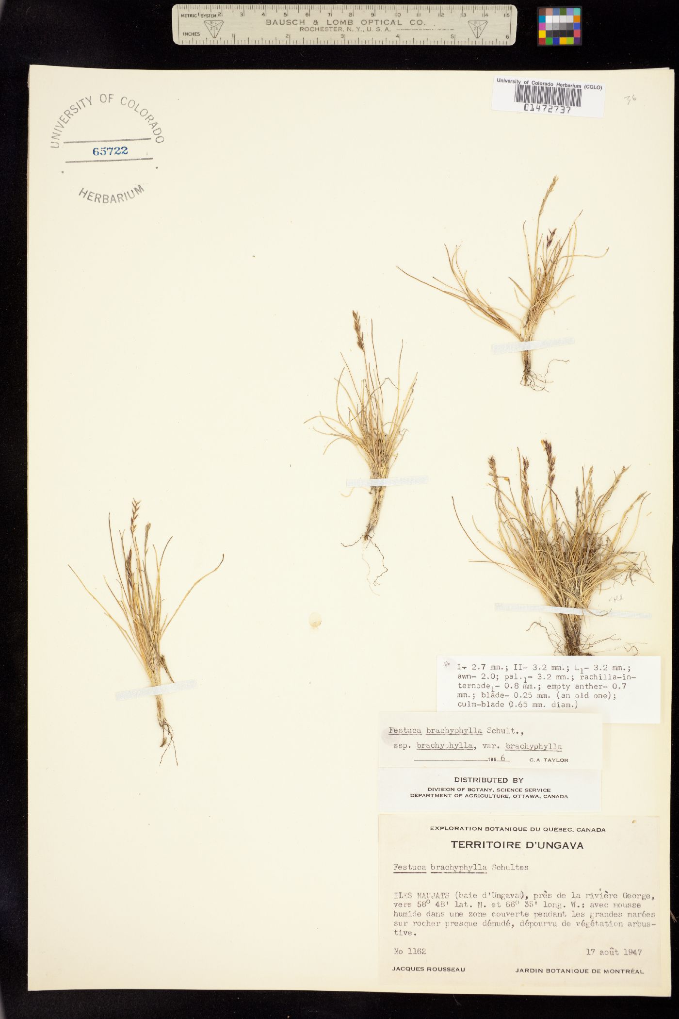 Festuca brachyphylla image
