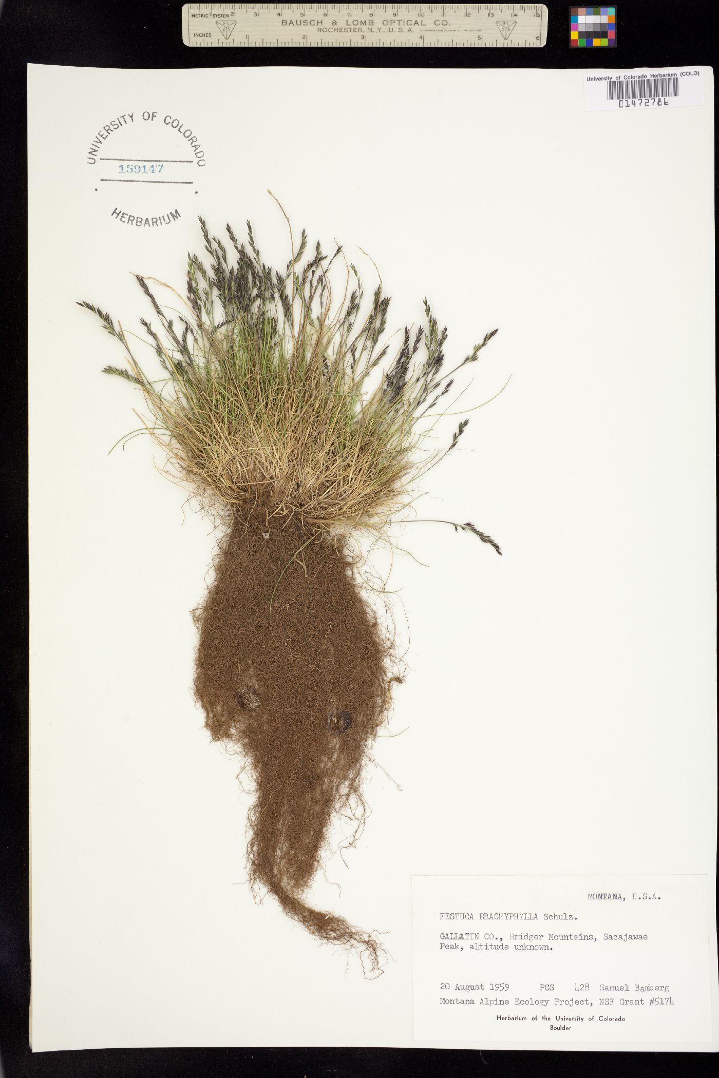 Festuca brachyphylla image