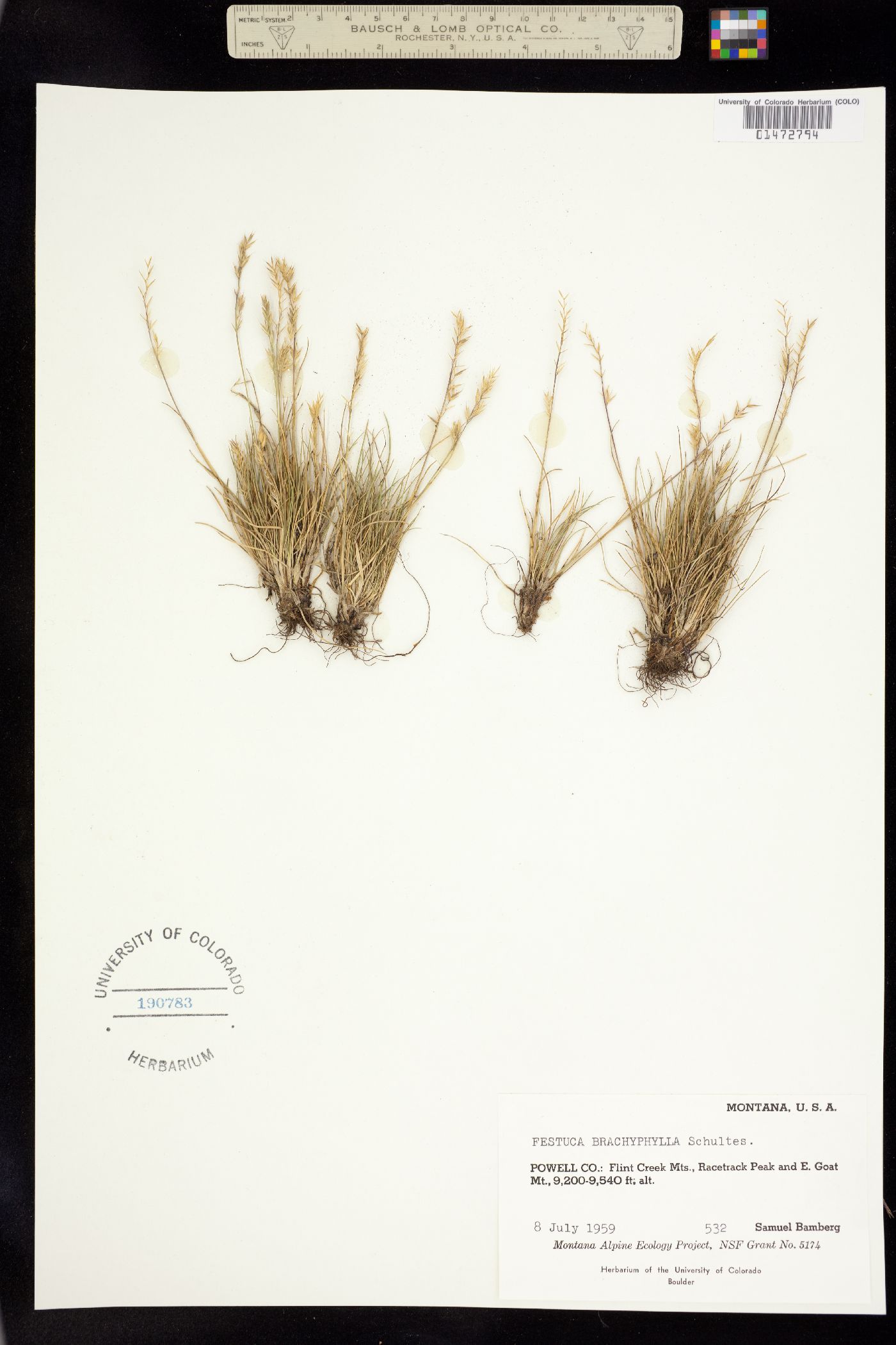 Festuca brachyphylla ssp. brachyphylla image