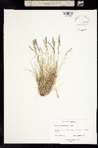 Festuca brachyphylla subsp. brachyphylla image