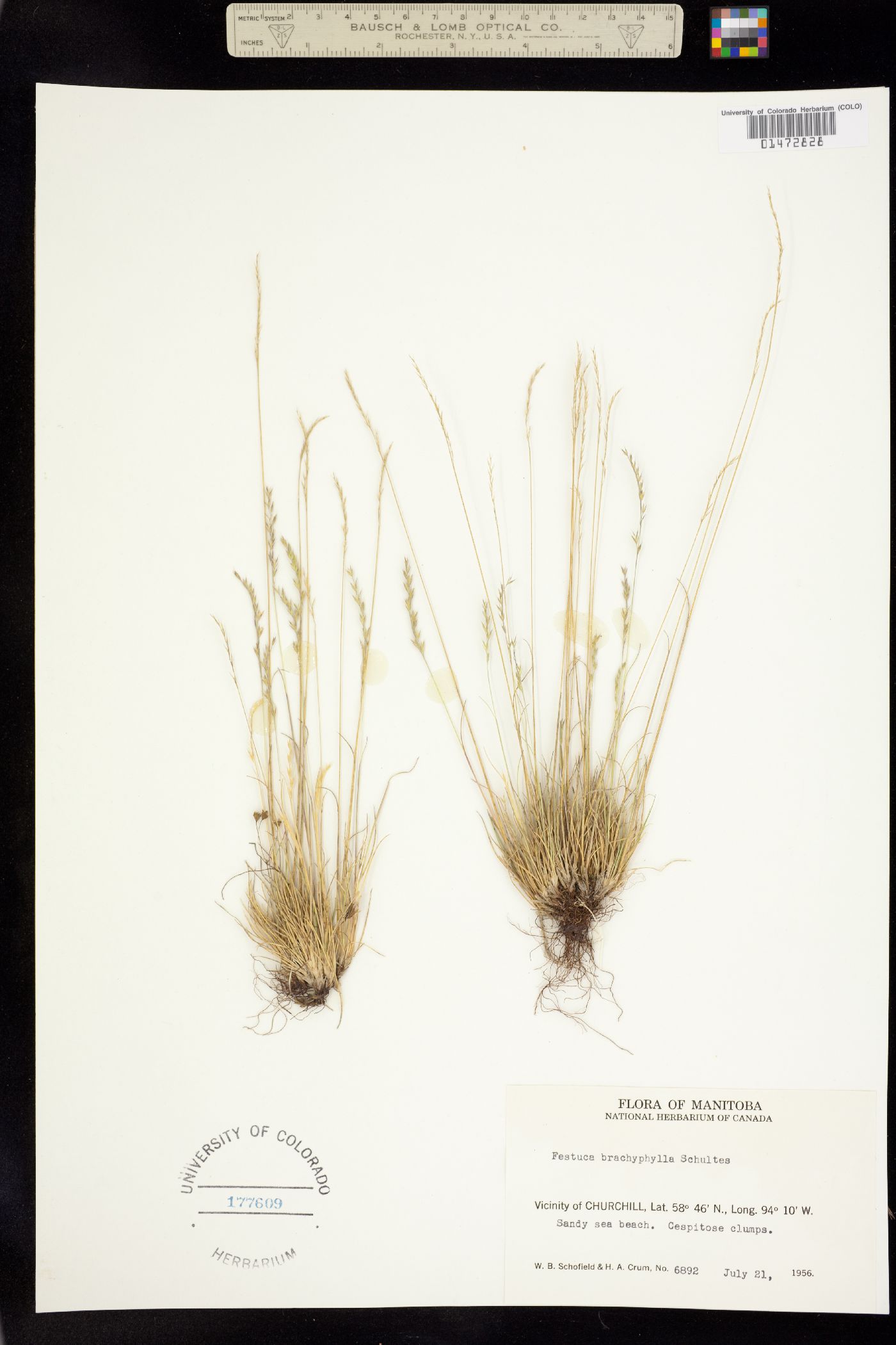 Festuca image