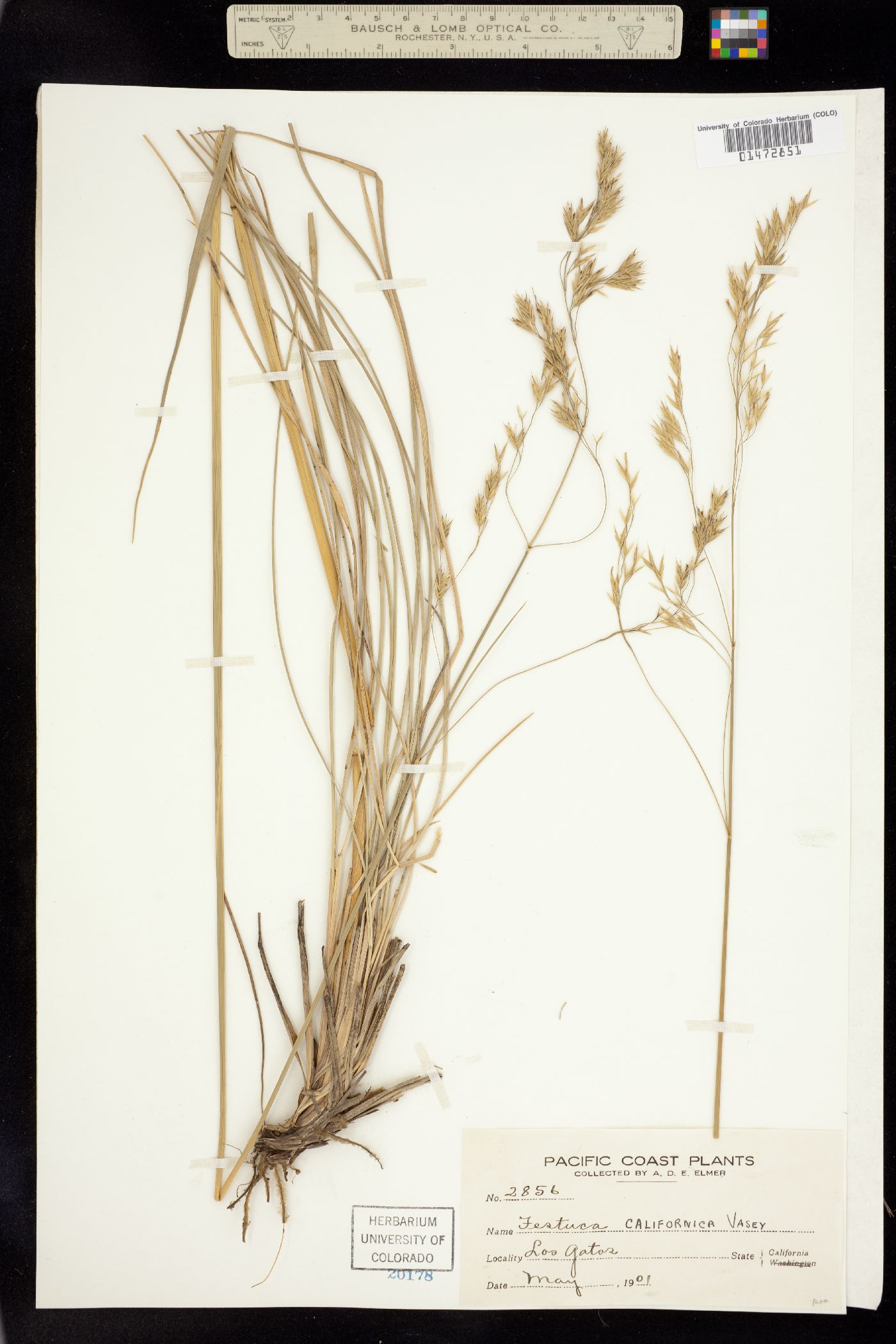 Festuca californica image