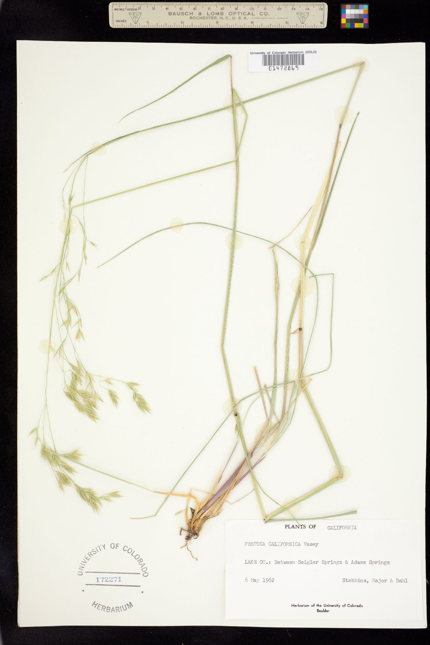 Festuca californica image