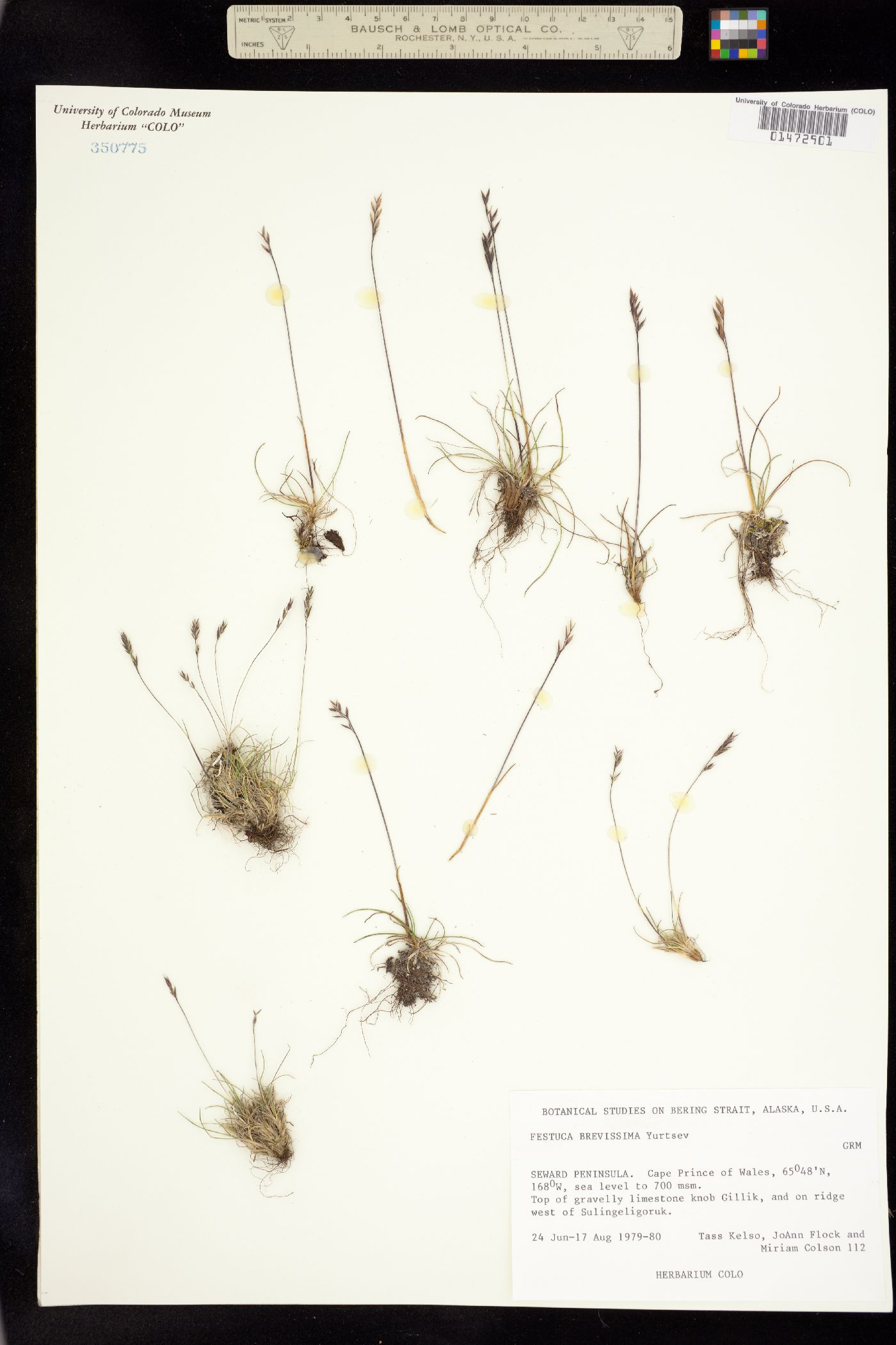 Festuca brevissima image