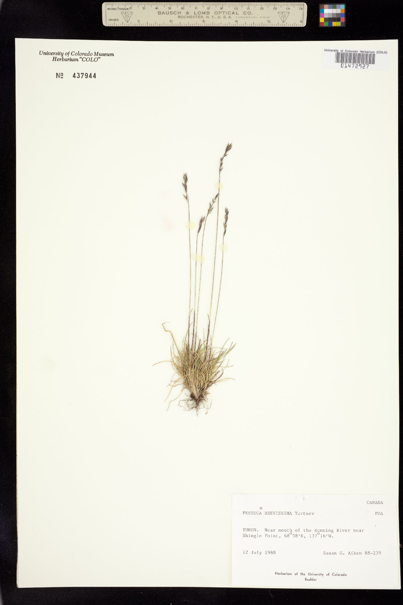 Festuca brevissima image