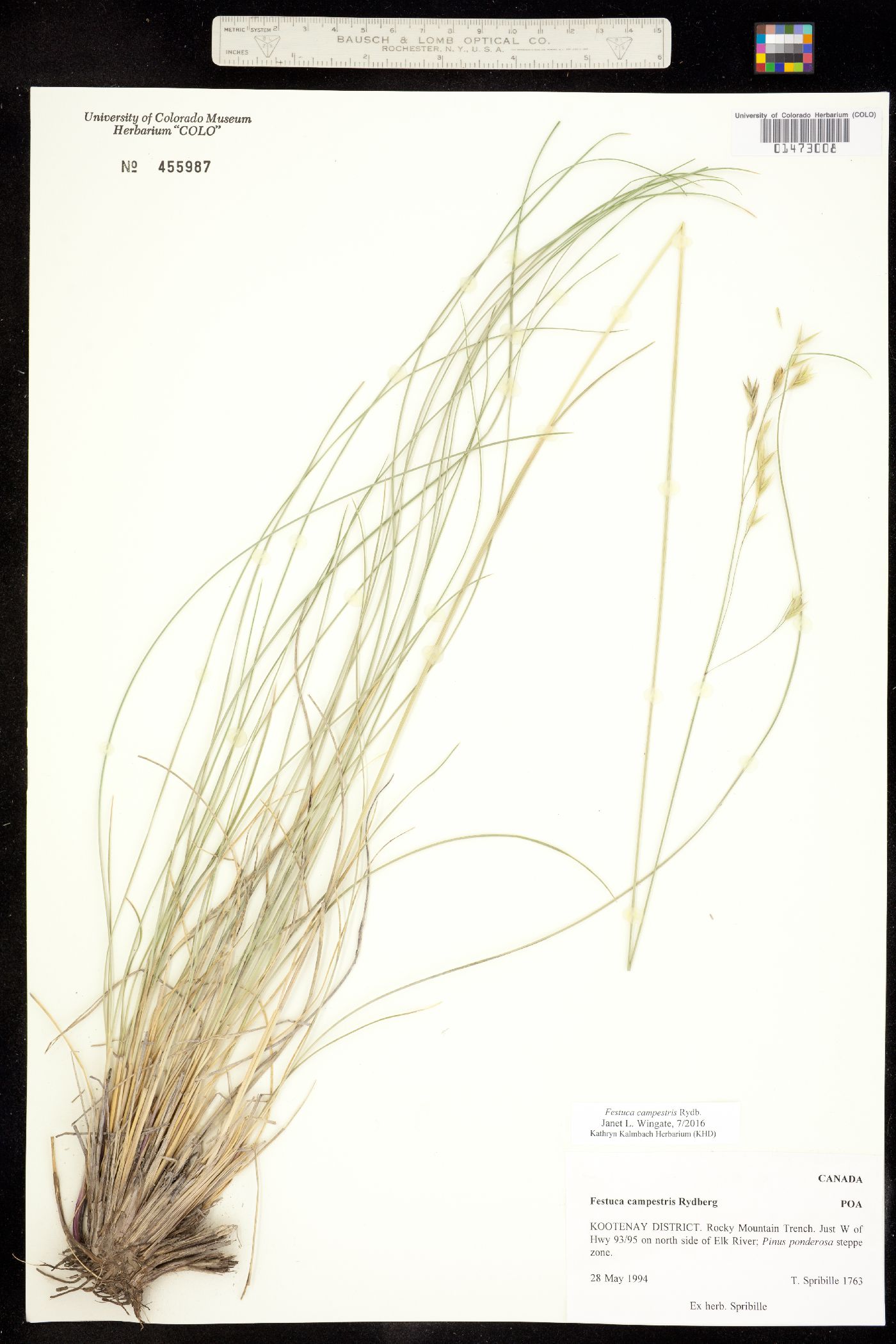 Festuca campestris image