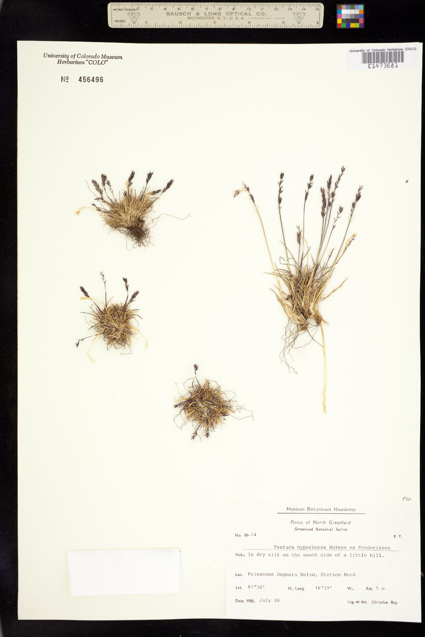 Festuca hyperbore image