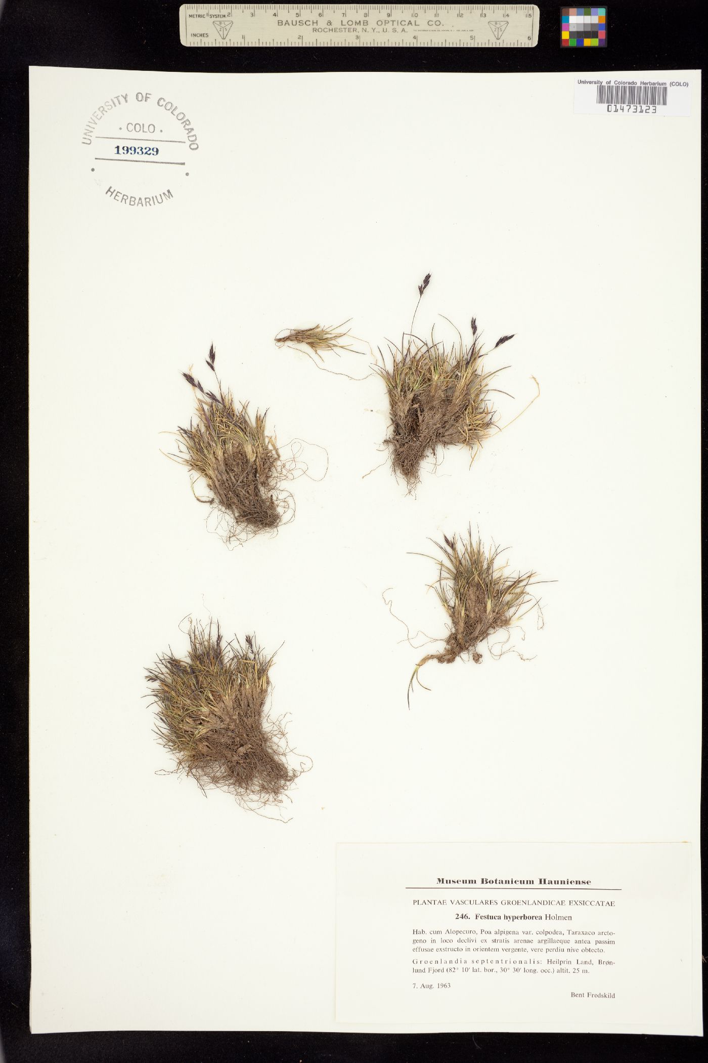 Festuca hyperbore image