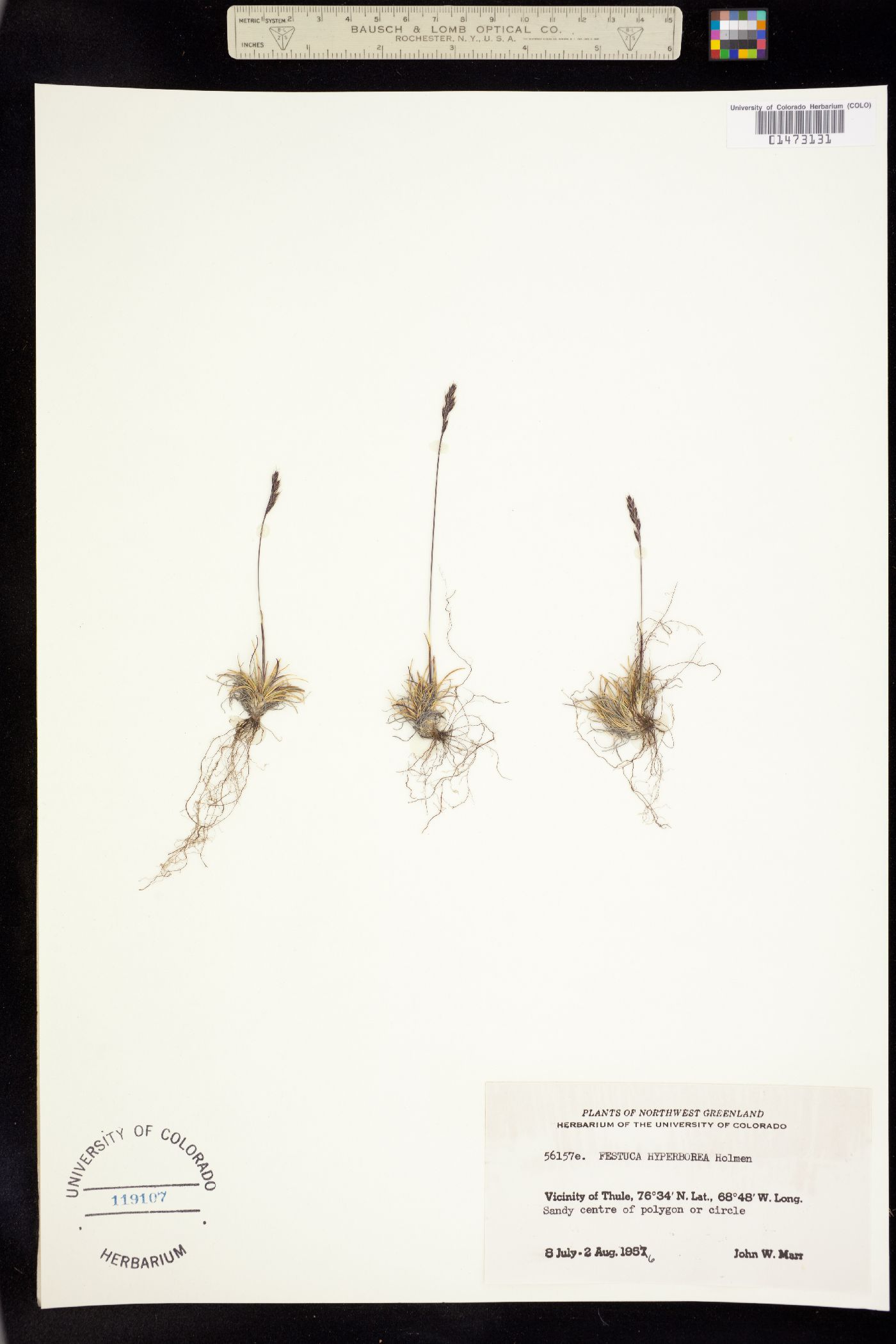 Festuca hyperbore image
