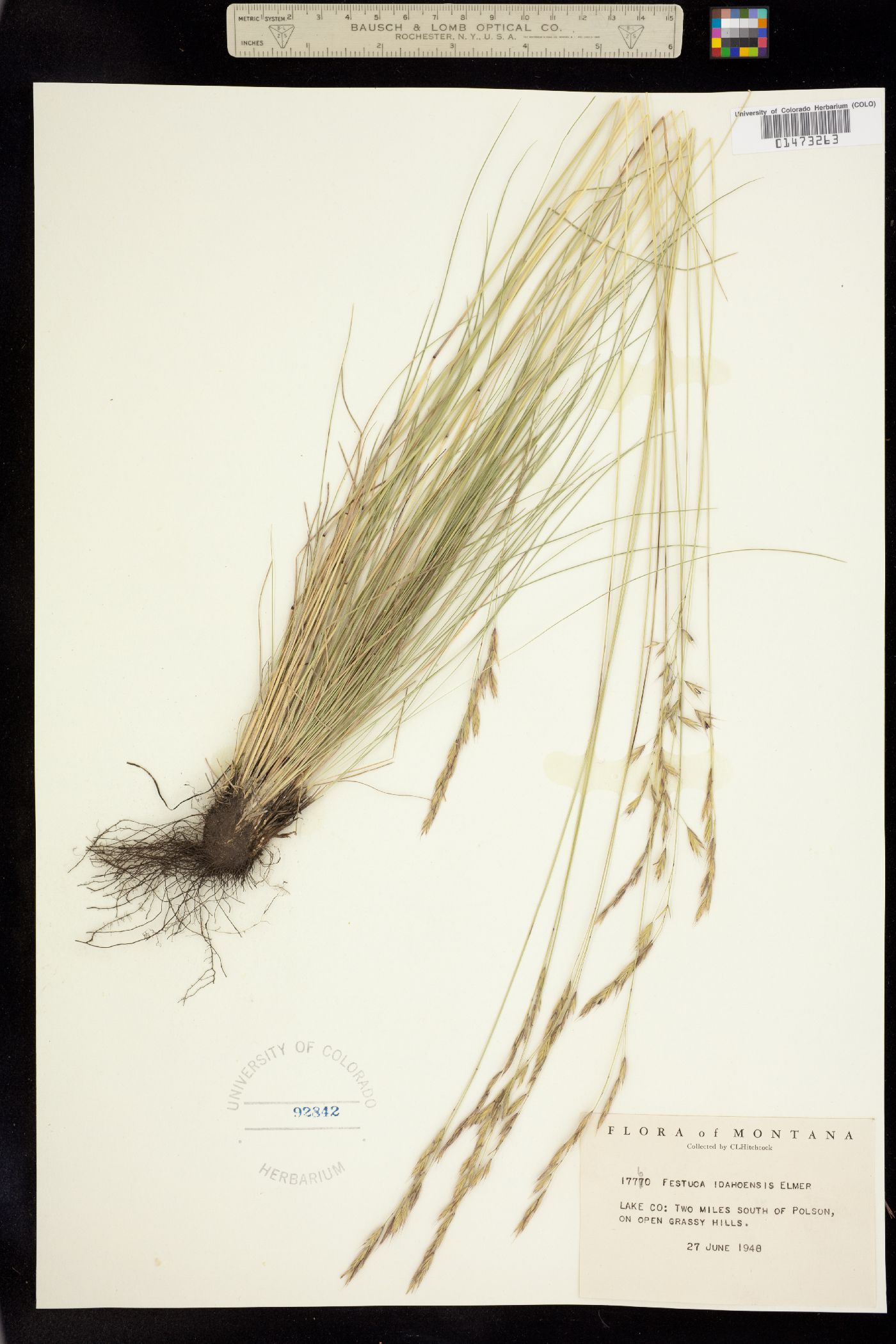 Festuca idahoensis image