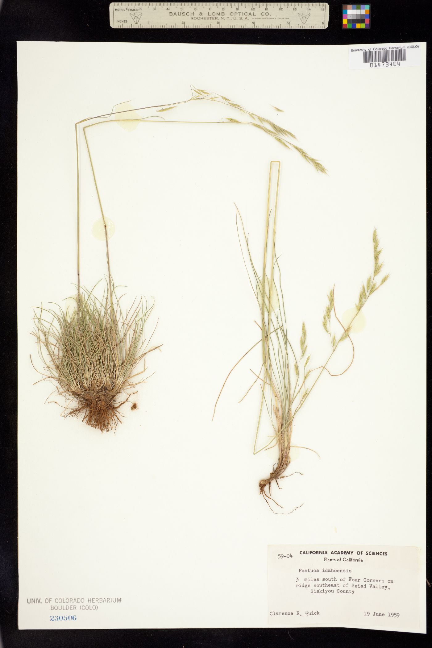 Festuca idahoensis image