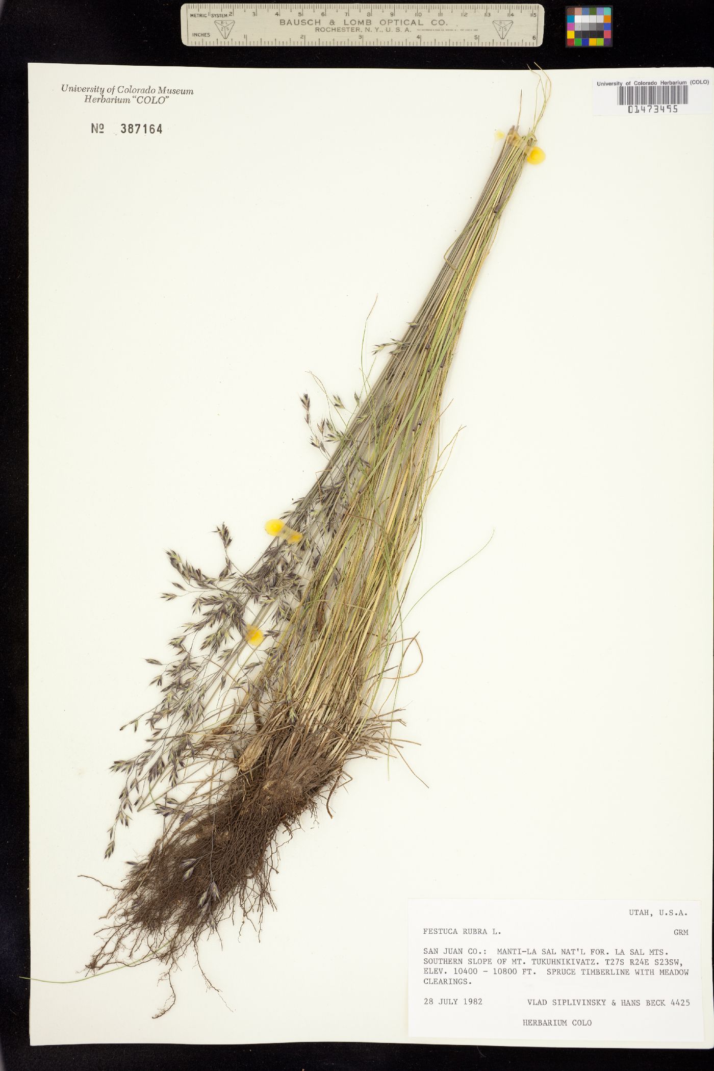 Festuca idahoensis image
